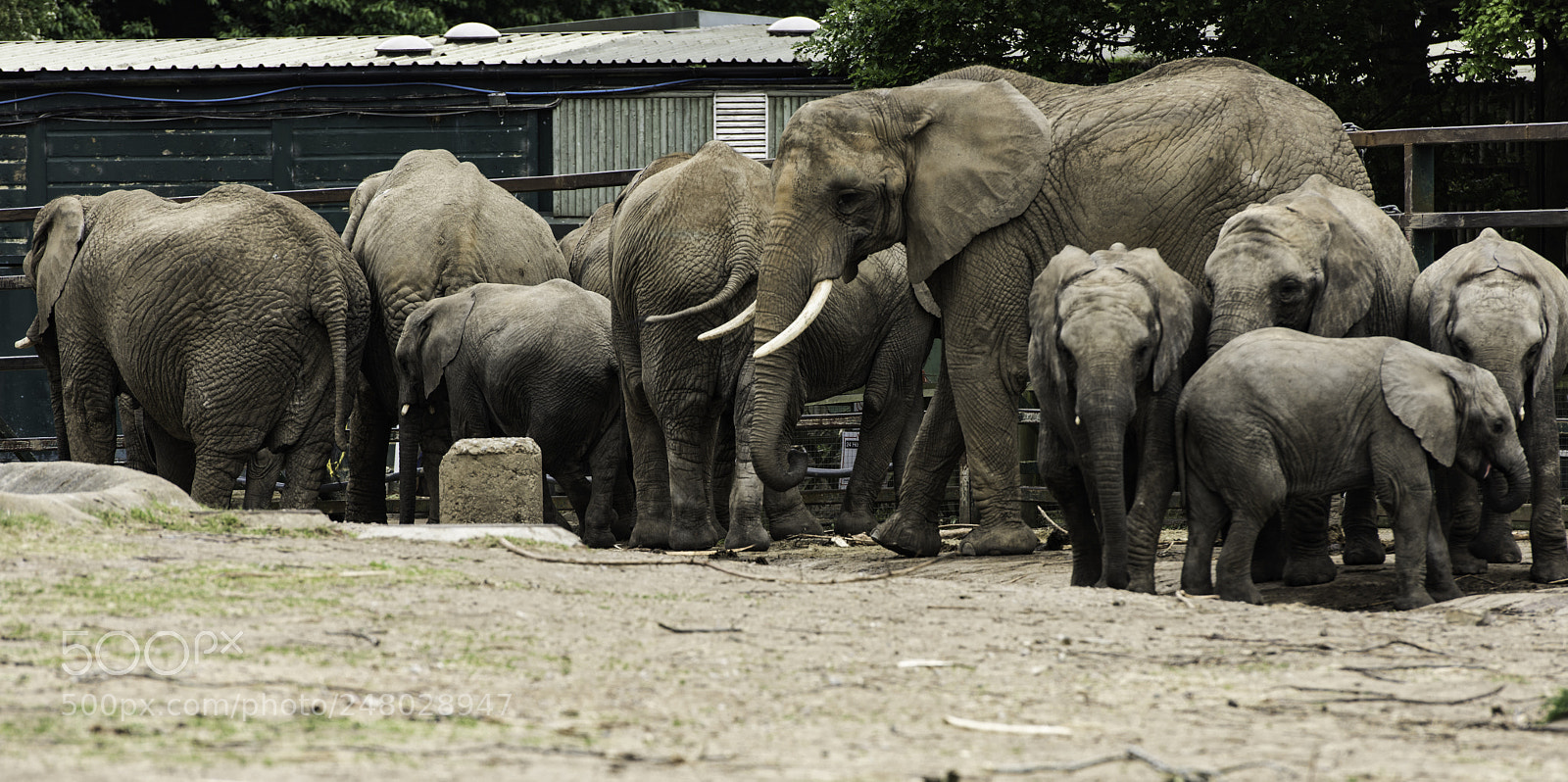 Nikon D810 sample photo. Elephant series photography