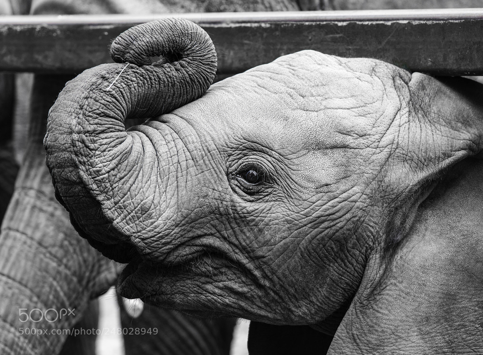 Nikon D810 sample photo. Elephant series photography
