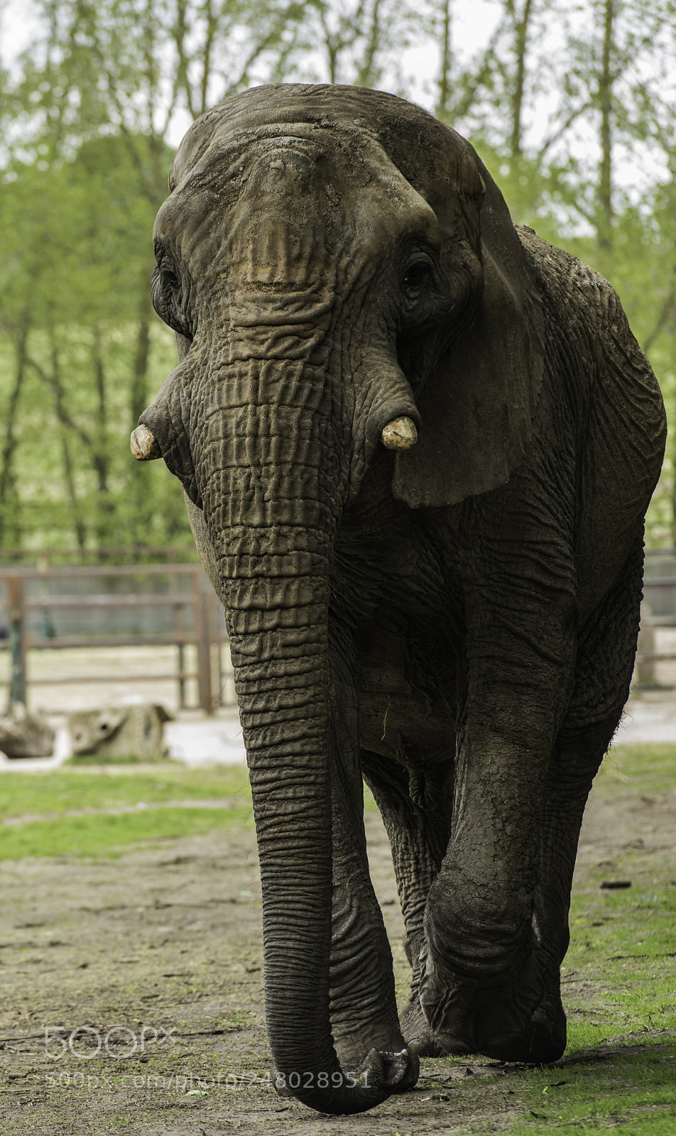 Nikon D810 sample photo. Elephant series photography