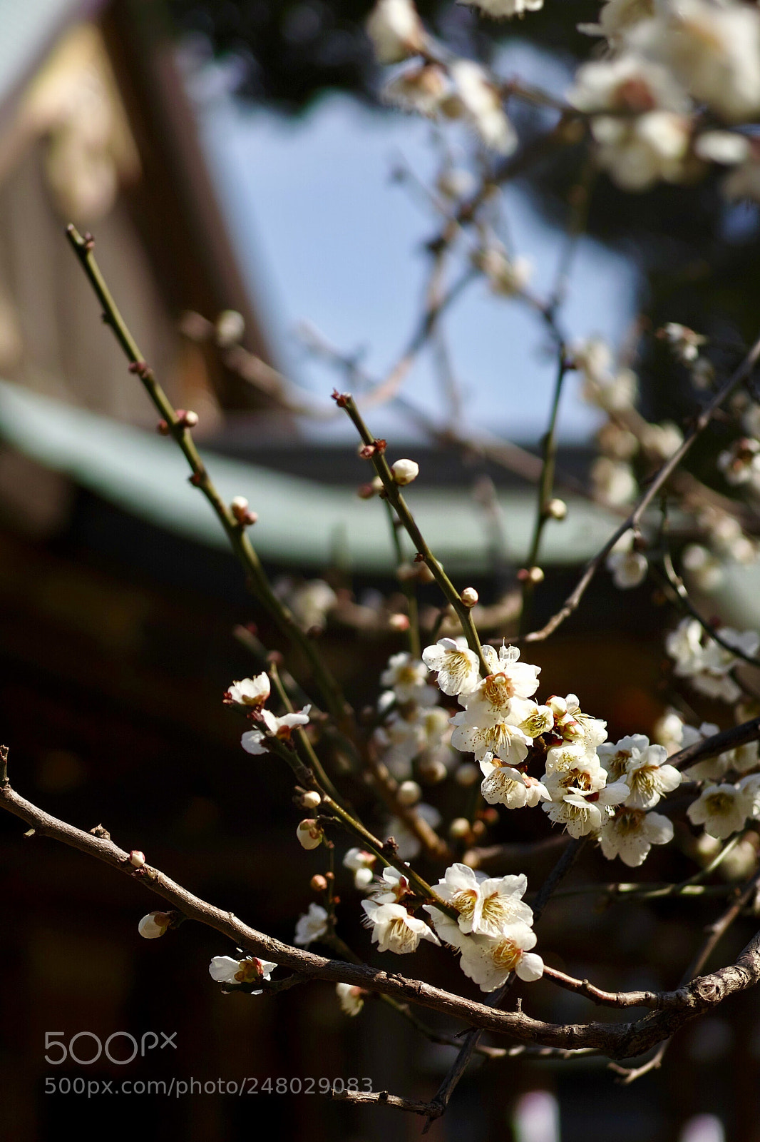 Sigma DP3 Merrill sample photo. 梅の花 photography