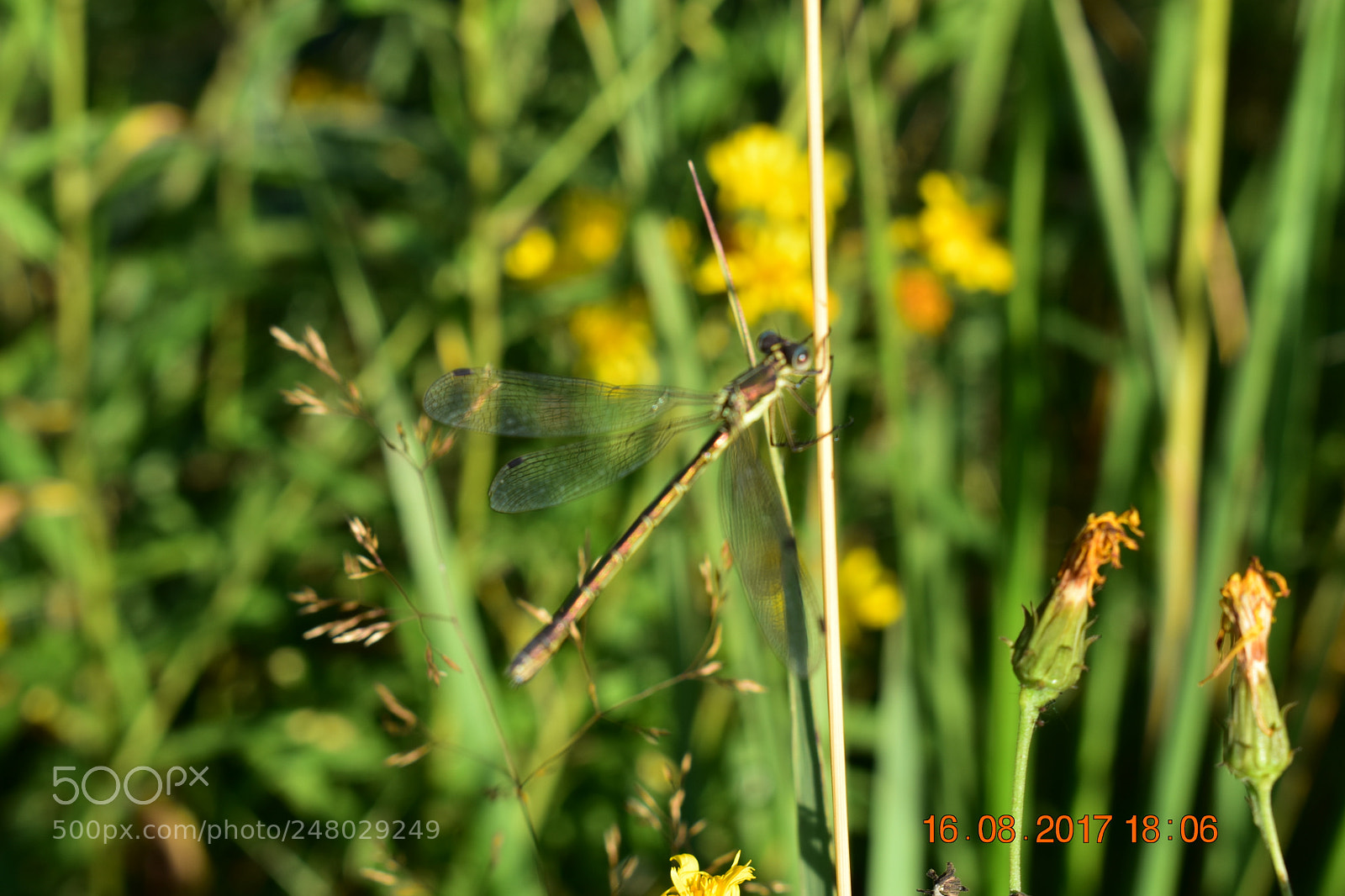 Nikon D3400 sample photo. Untitled photography