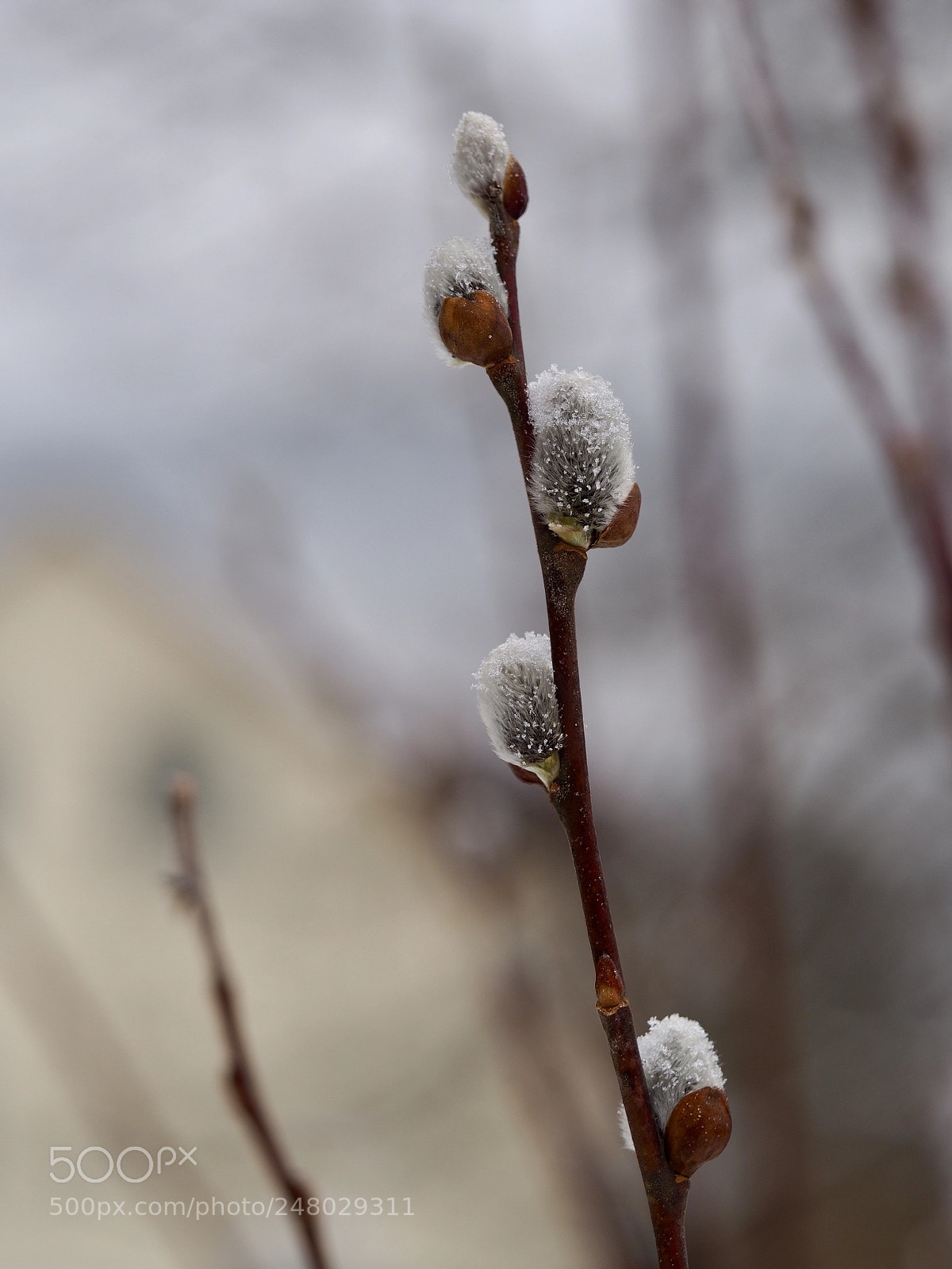 Olympus OM-D E-M10 II sample photo. Snowflakes on salix cinerea photography