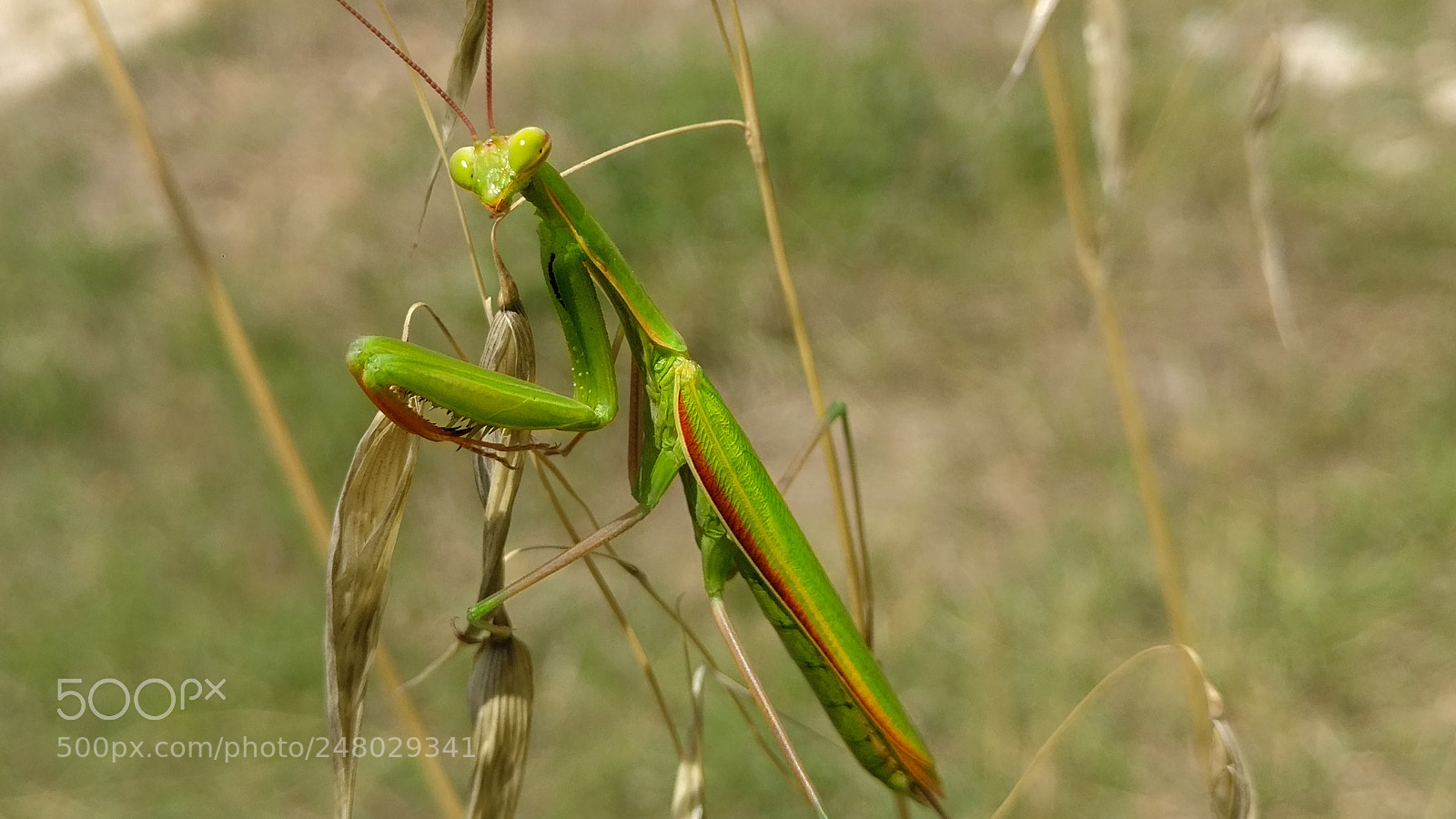 OnePlus A3003 sample photo. Mantis photography