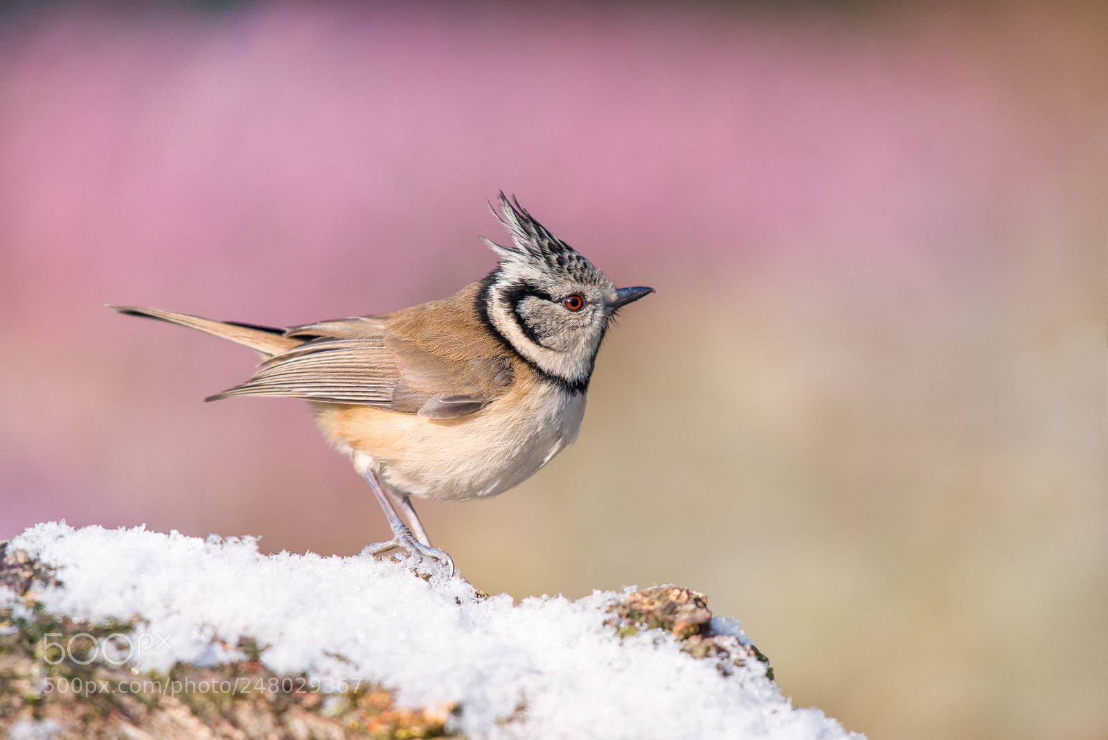 Nikon D610 sample photo. Crested tit / lophophanes cristatus photography