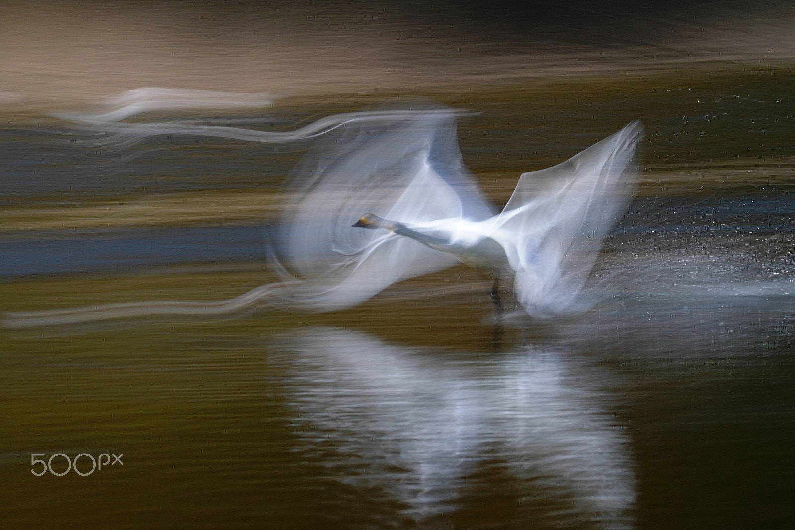 Sony 70-400mm F4-5.6 G SSM II sample photo. (prima donna fluttering on the lake) photography