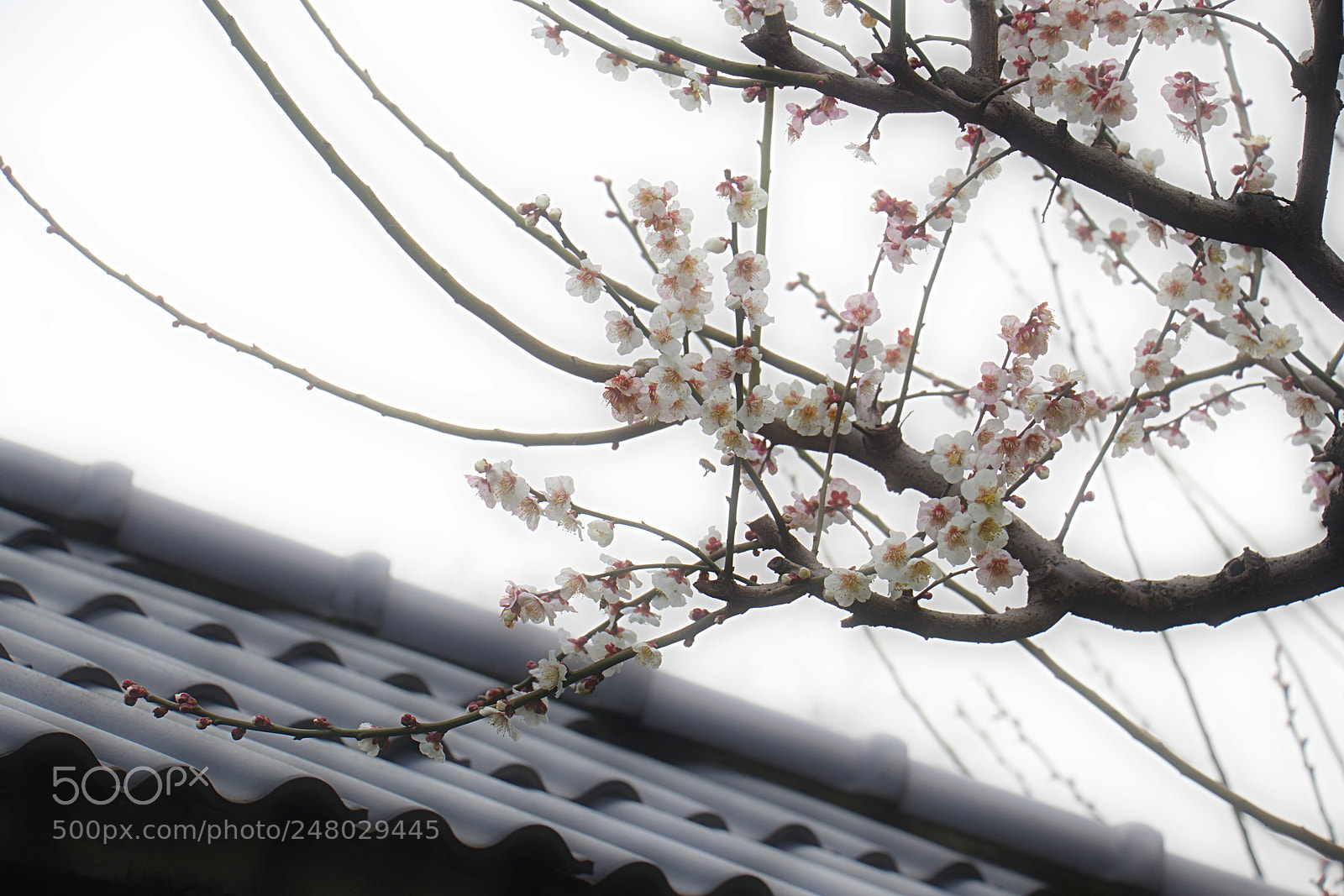 Canon EOS 80D sample photo. Plum blossom photography