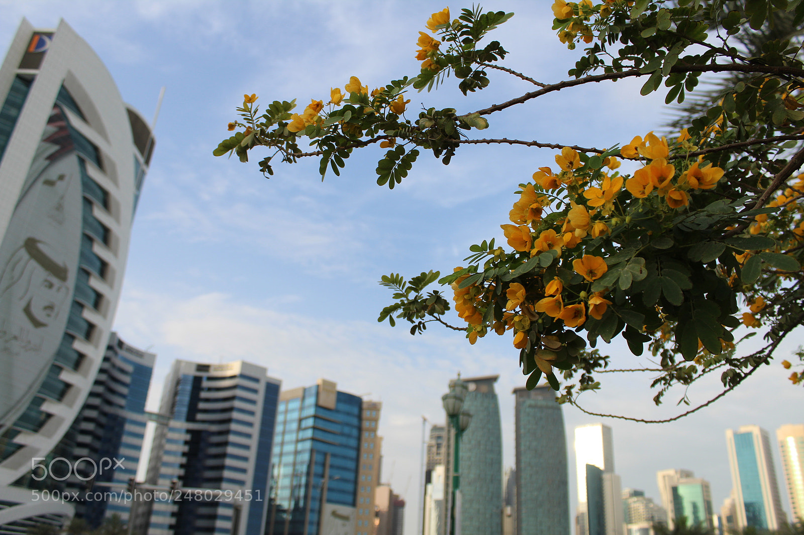 Canon EF-S 18-55mm F3.5-5.6 III sample photo. Yellow flowers photography