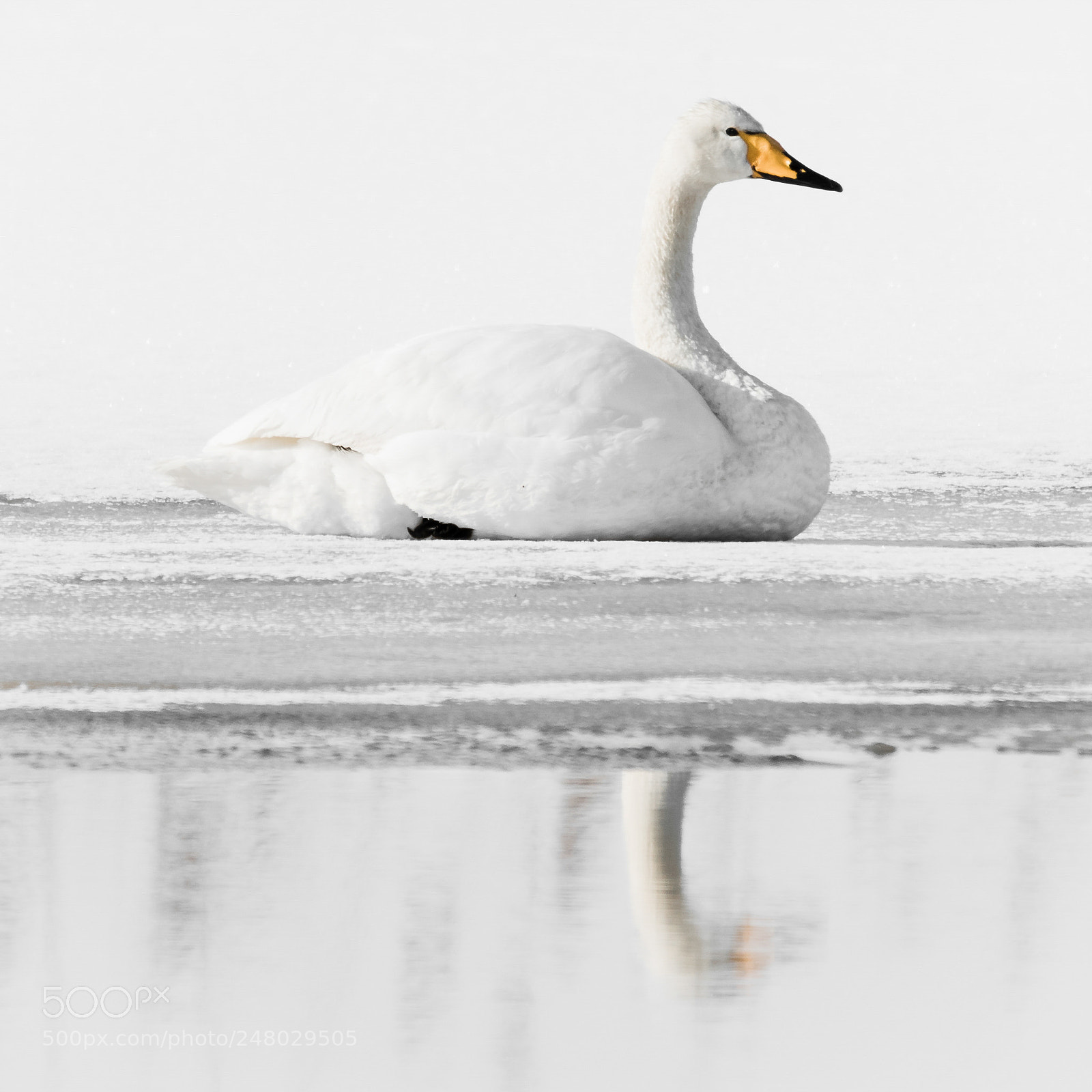 Canon EOS 7D Mark II sample photo. The swan photography