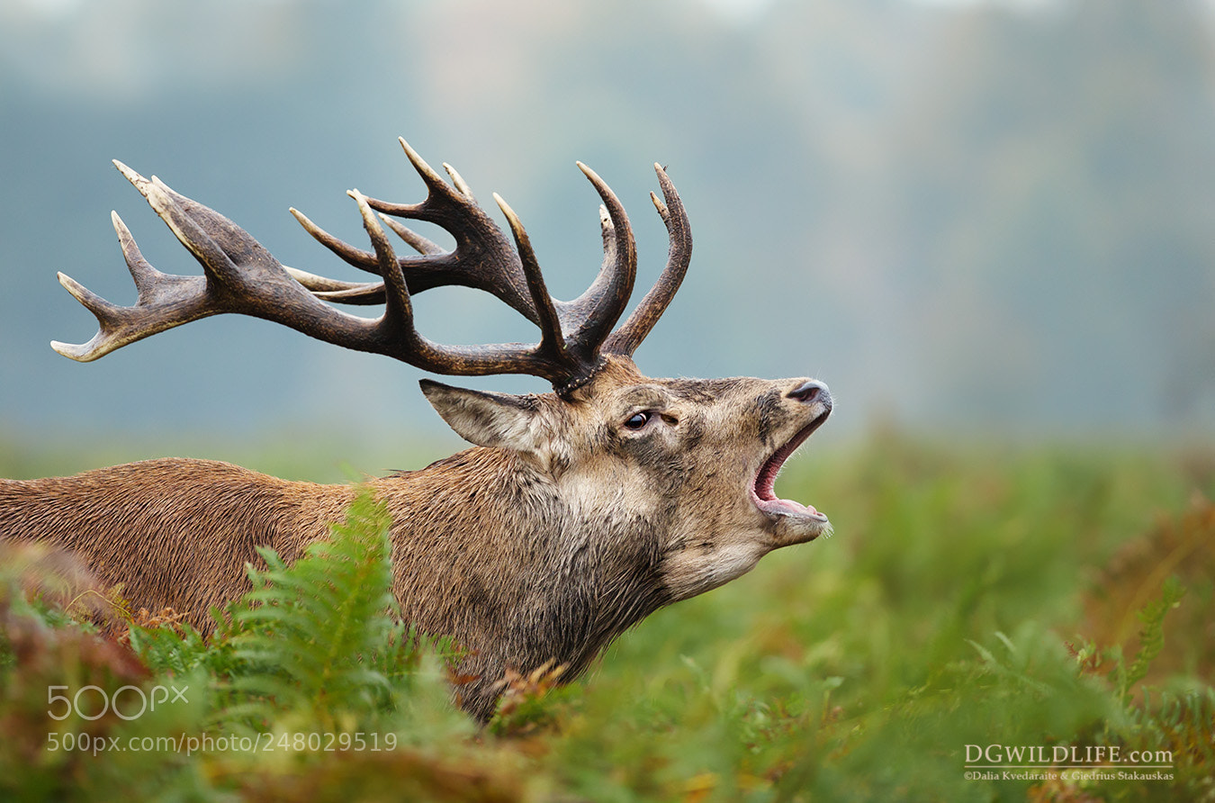 Canon EOS-1D X sample photo. Rutting season photography