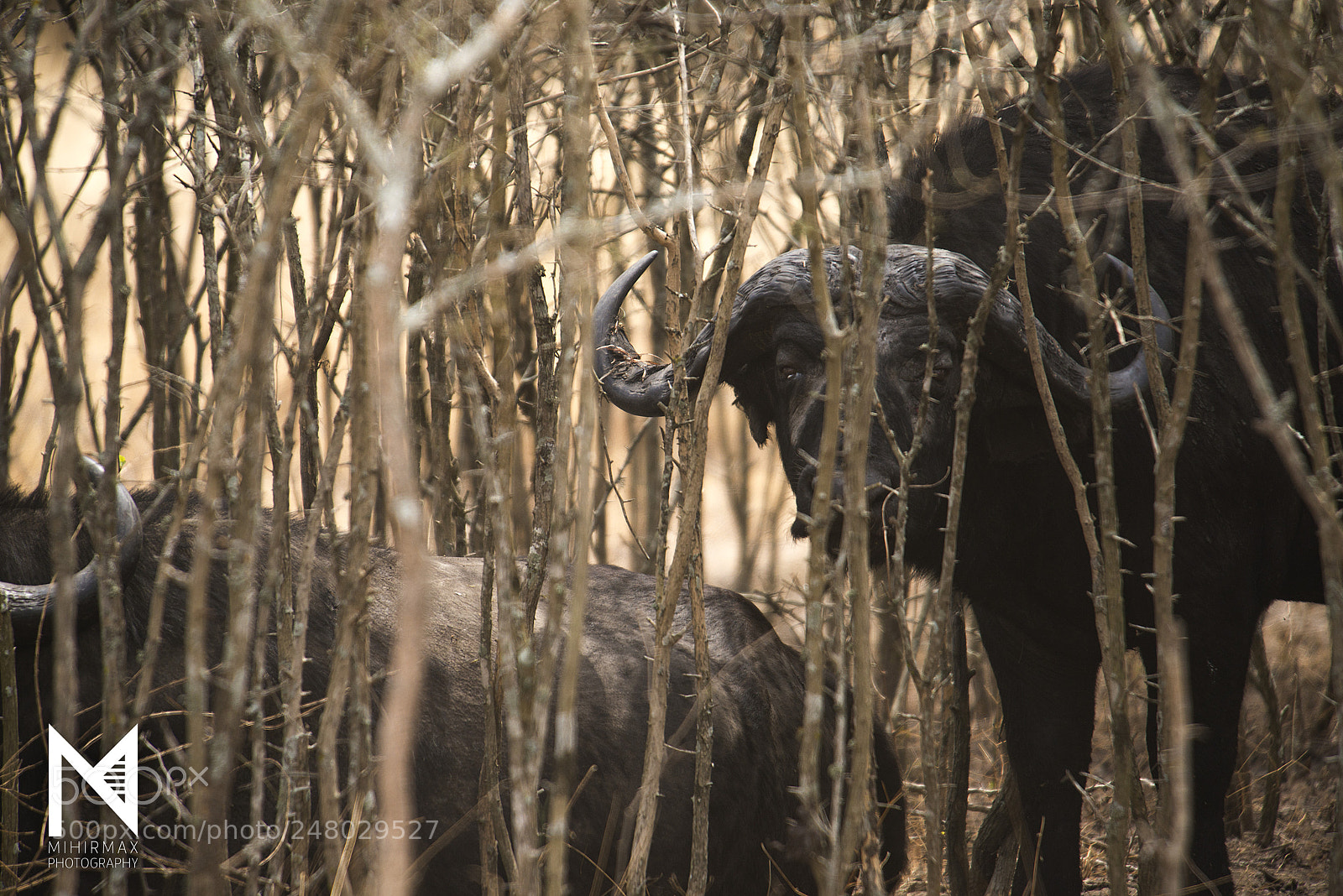 Nikon D800E sample photo. World wildlife day photography