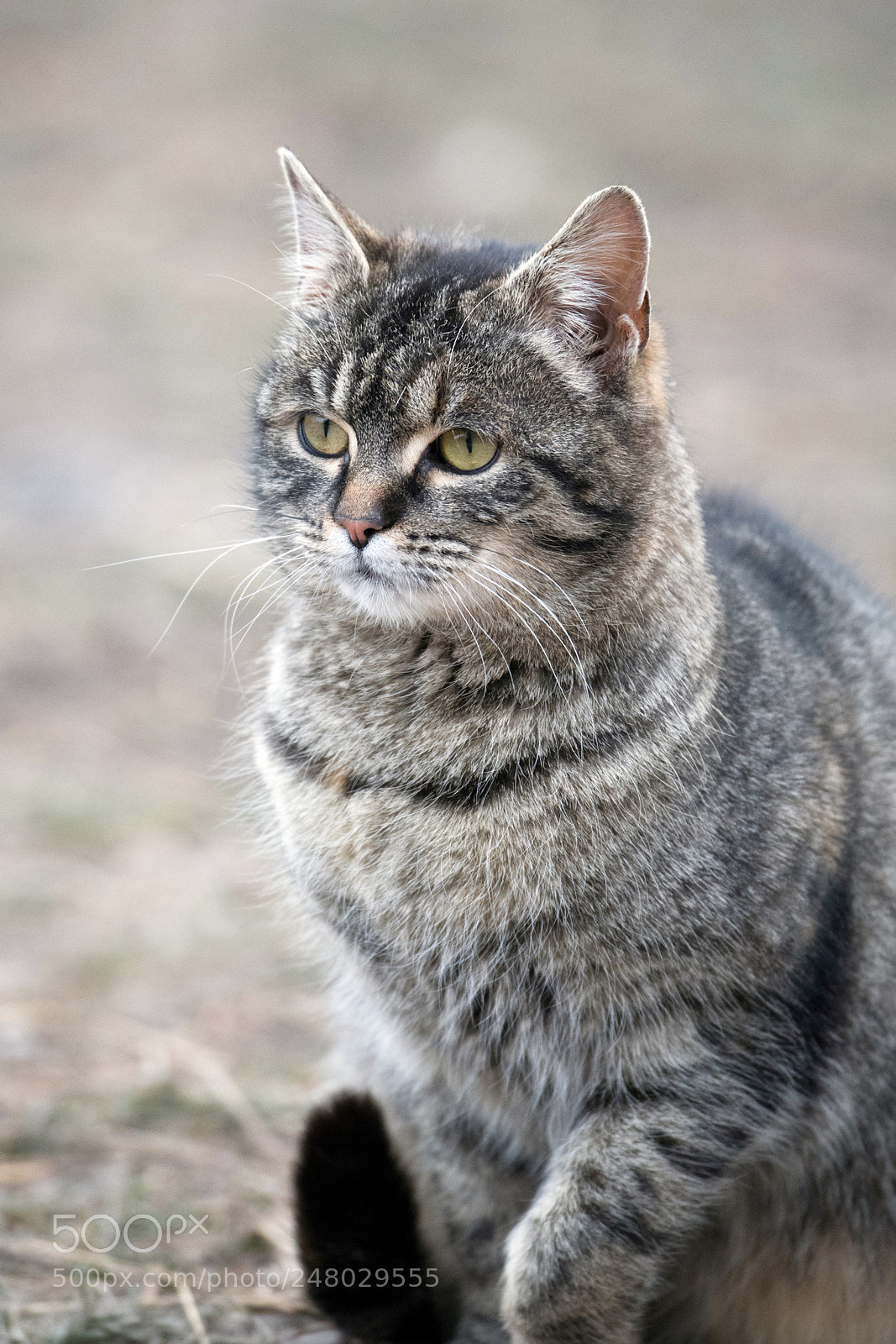 Nikon D850 sample photo. Watching photography