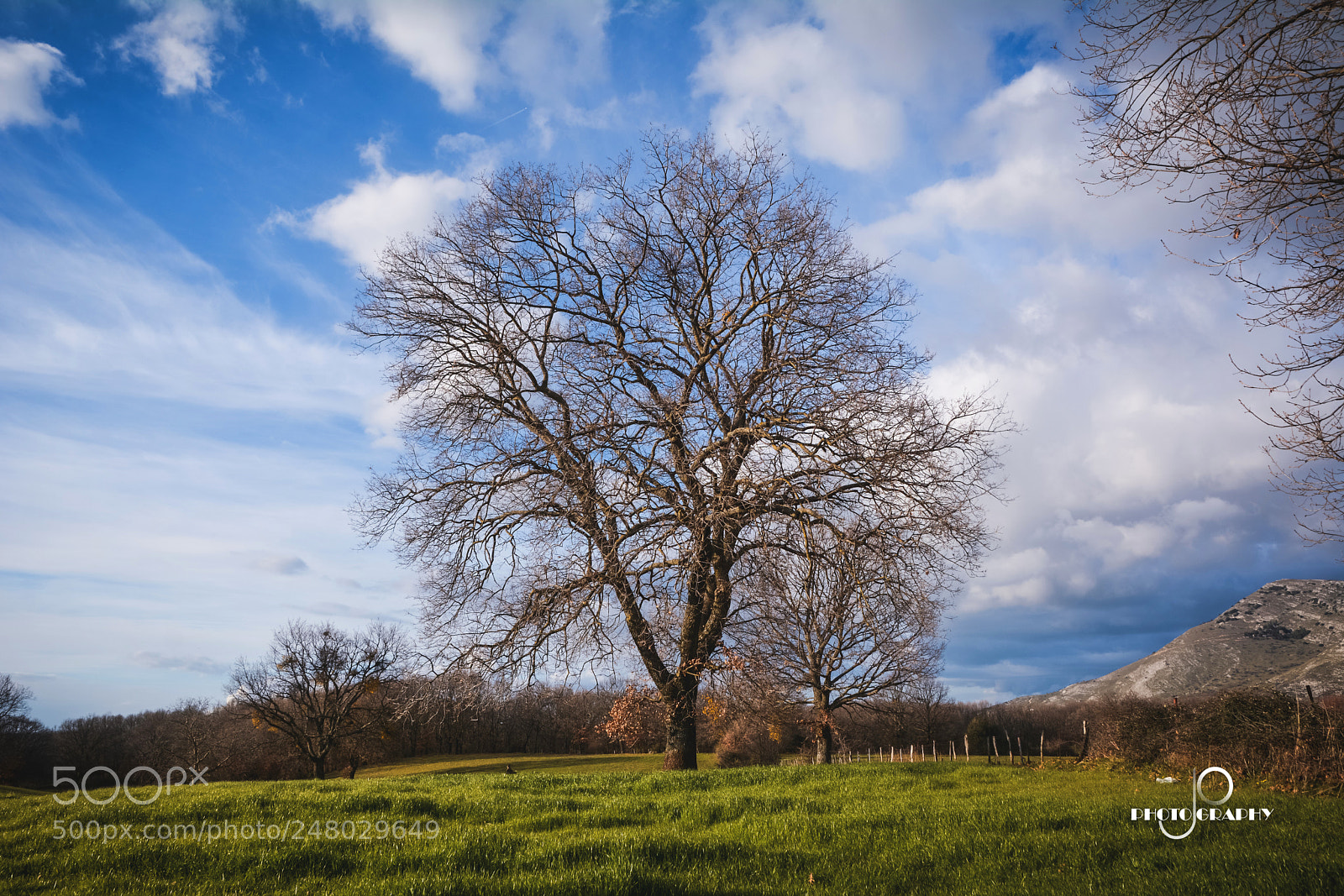 Nikon D7100 sample photo. Tree of life photography