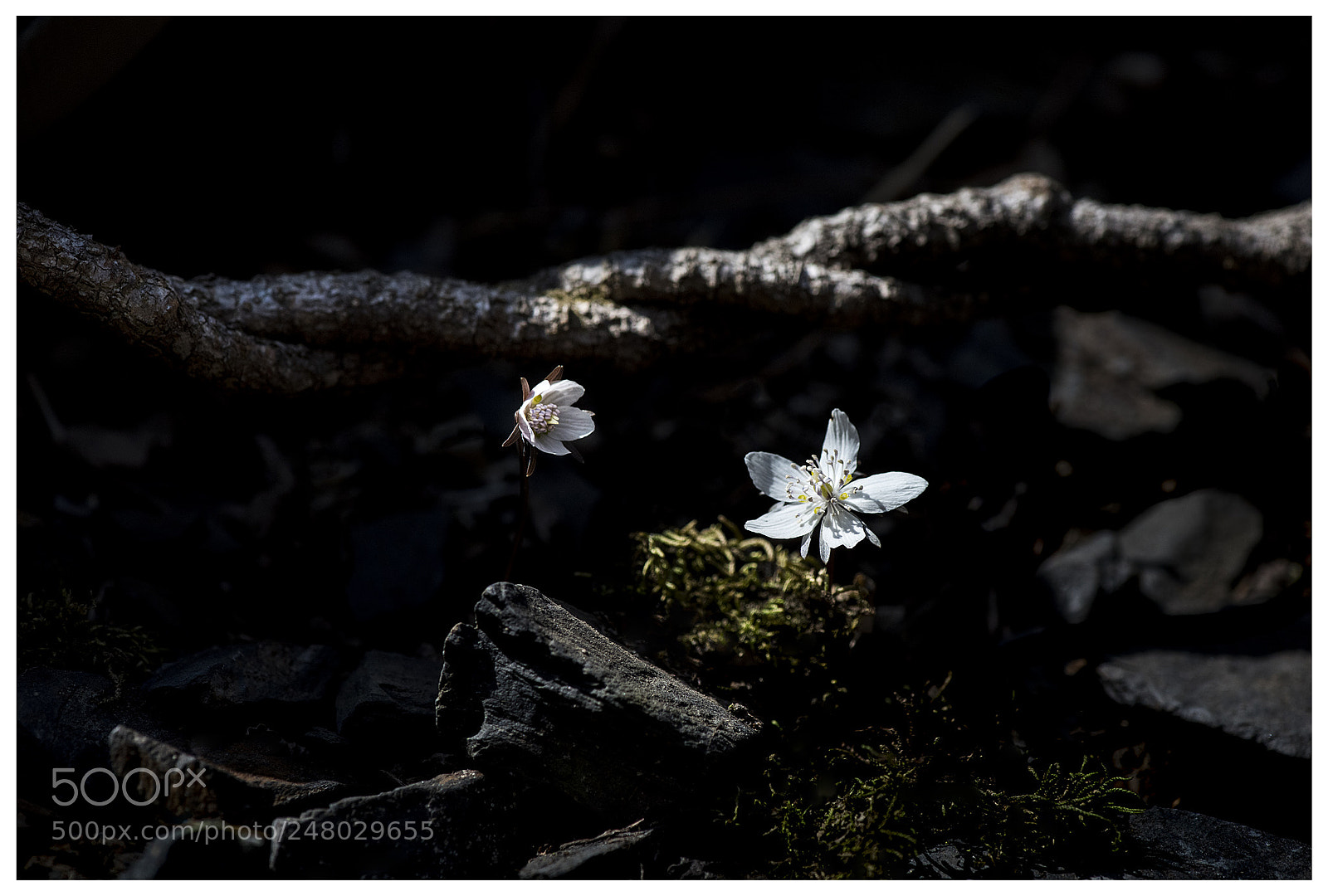 Nikon D810 sample photo. 복사 photography