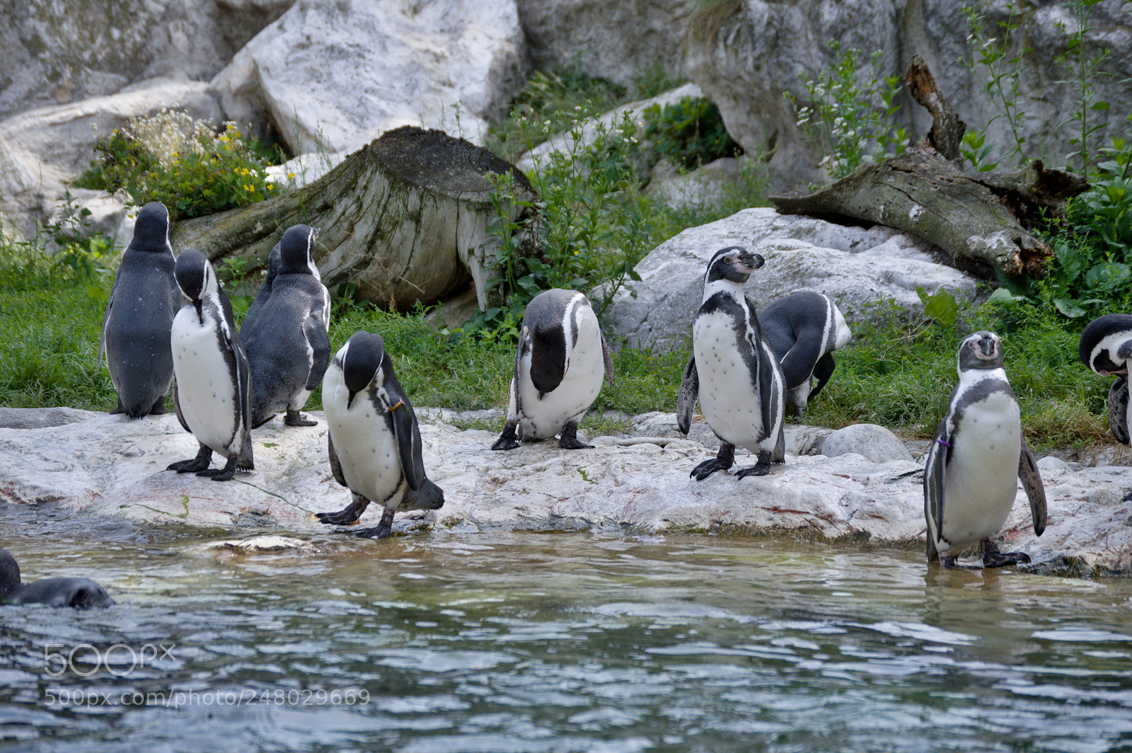 Nikon D3200 sample photo. Penguins photography