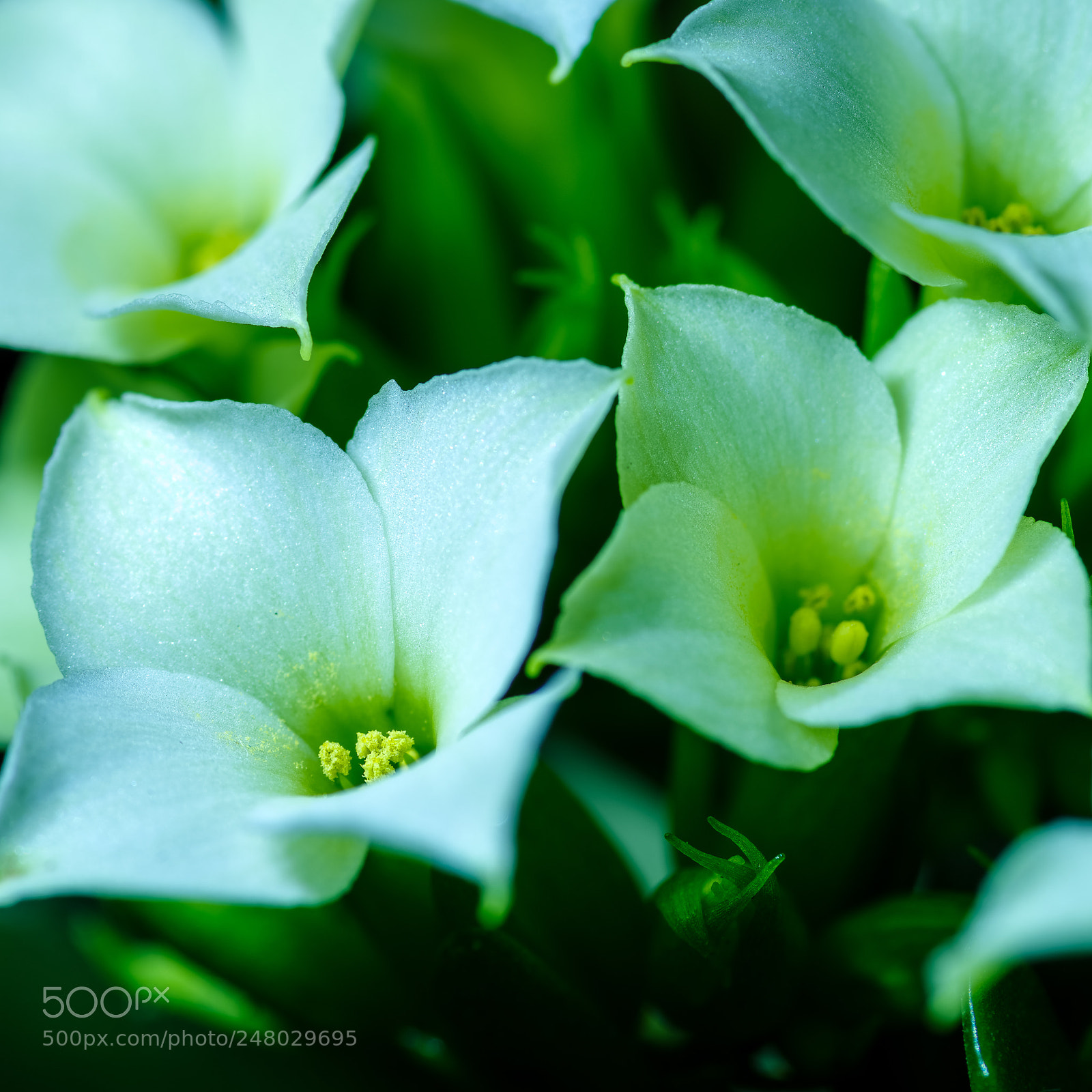 Pentax K-1 sample photo. Flower macro ”kalanchoe” photography