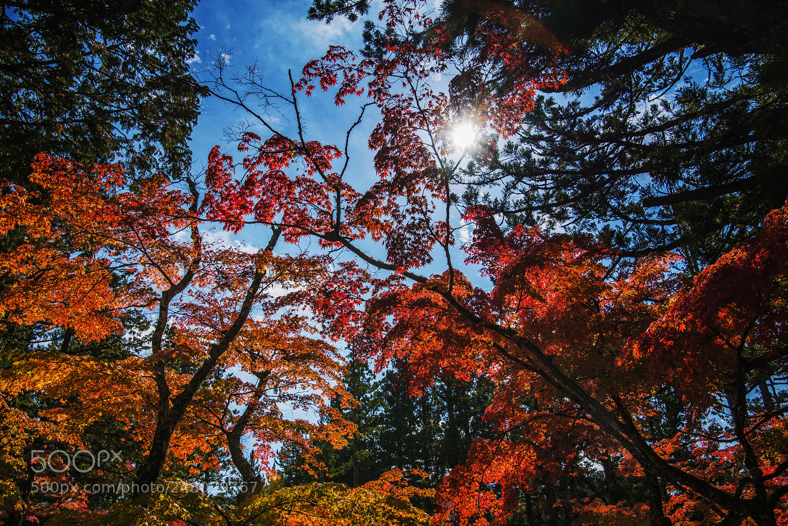 Nikon D610 sample photo. Colors of the rainbow photography