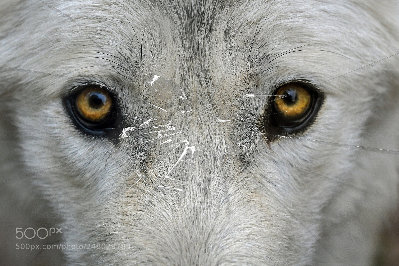 Nikon D500 sample photo. Wolf eyes photography