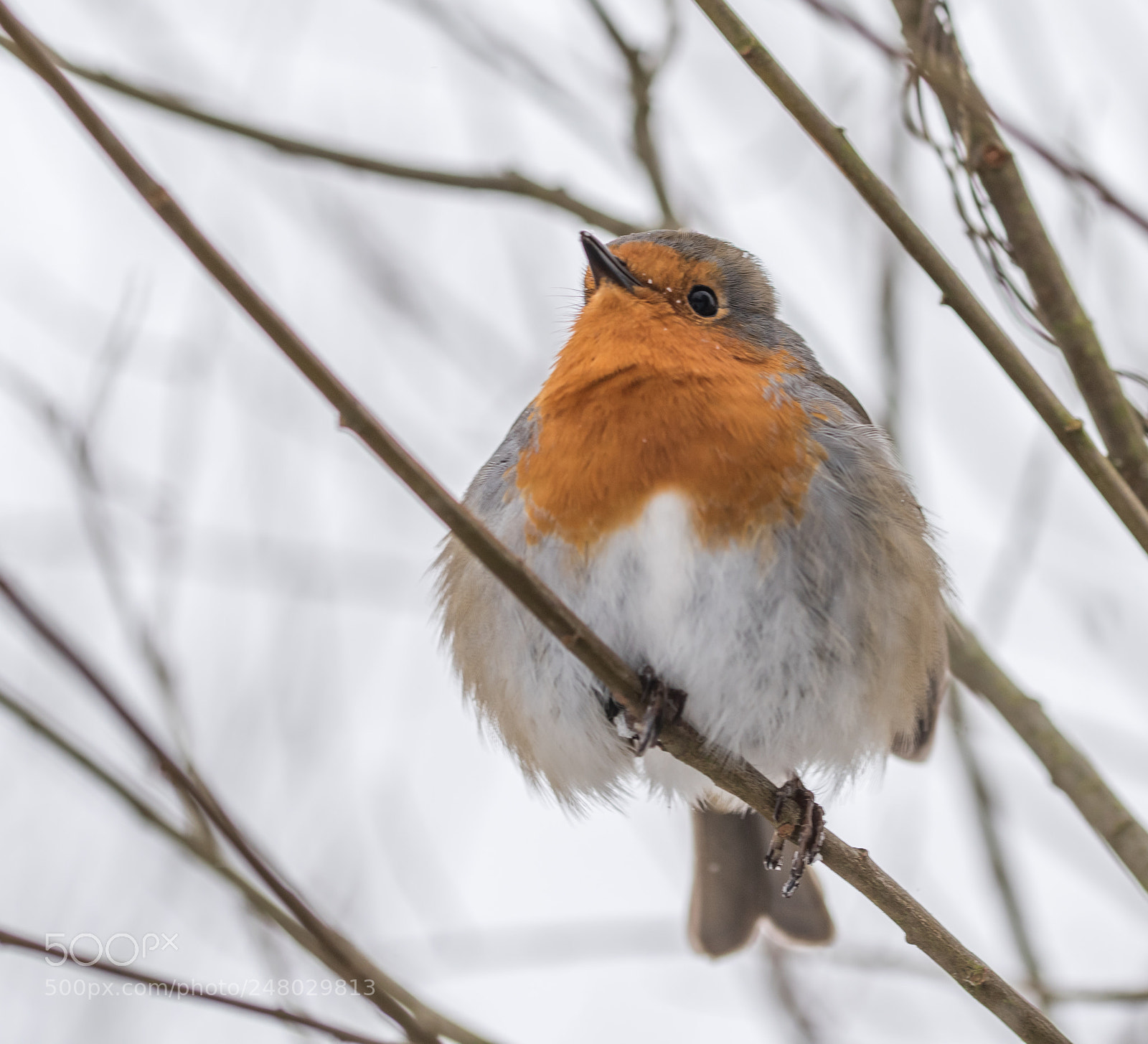 Nikon D810 sample photo. Robin photography