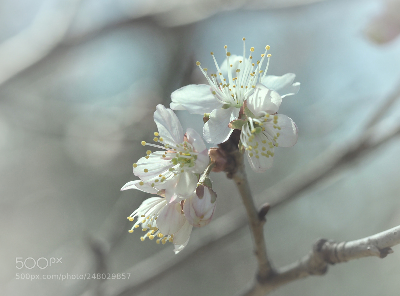 Olympus PEN E-PL7 sample photo. Prunus pseudocerasu, cherry blossom photography