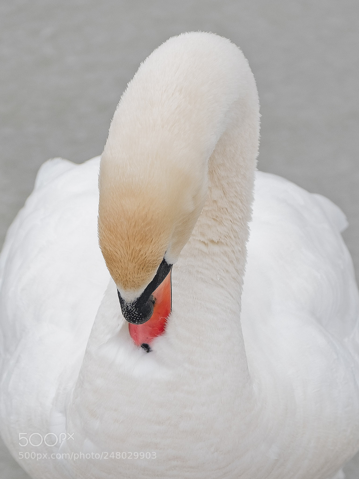 Fujifilm X-T2 sample photo. Swan photography