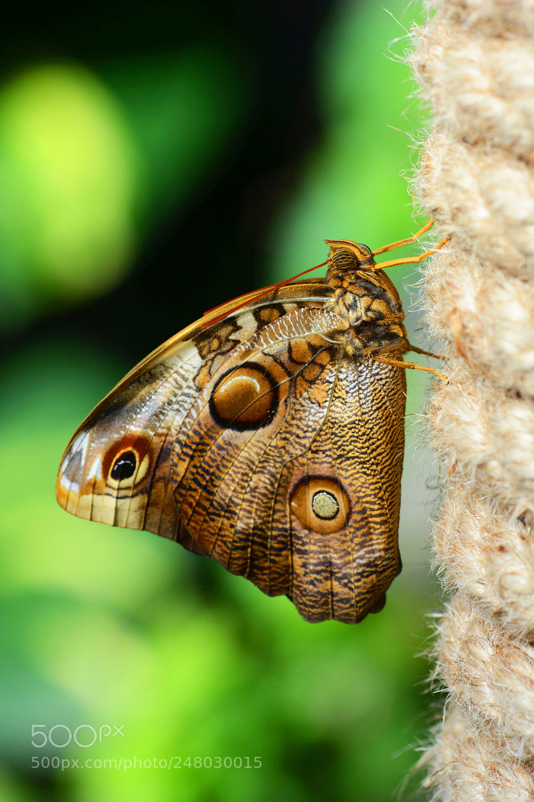 Nikon D7100 sample photo. Owl butterfly photography