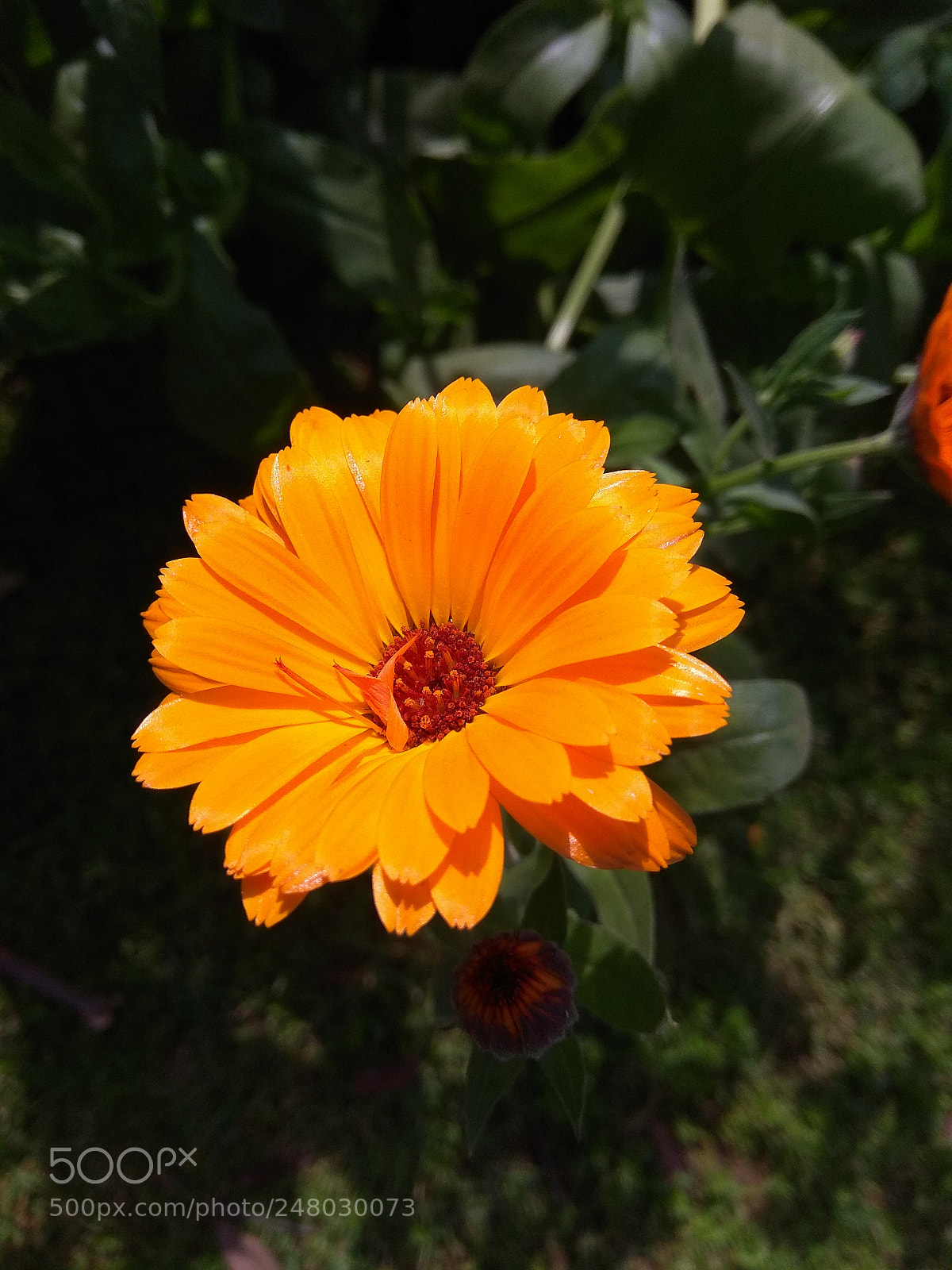 Xiaomi Redmi Note 4 sample photo. Shining flower photography