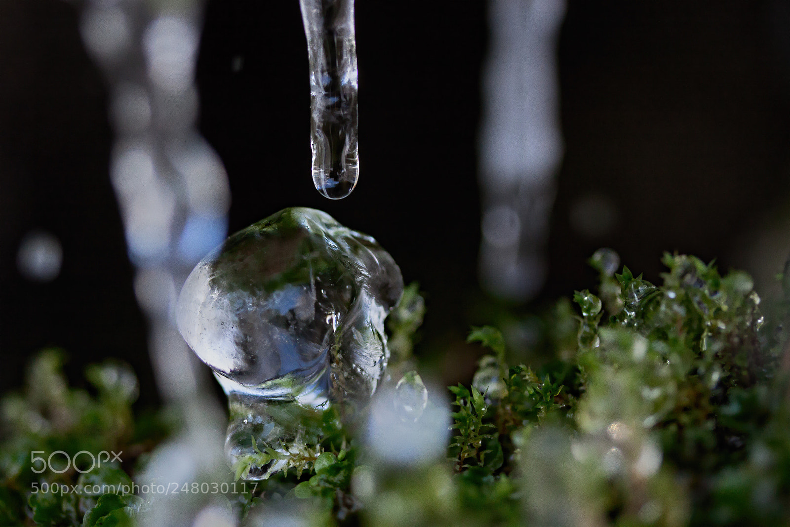 Canon EOS 50D sample photo. Untitled photography