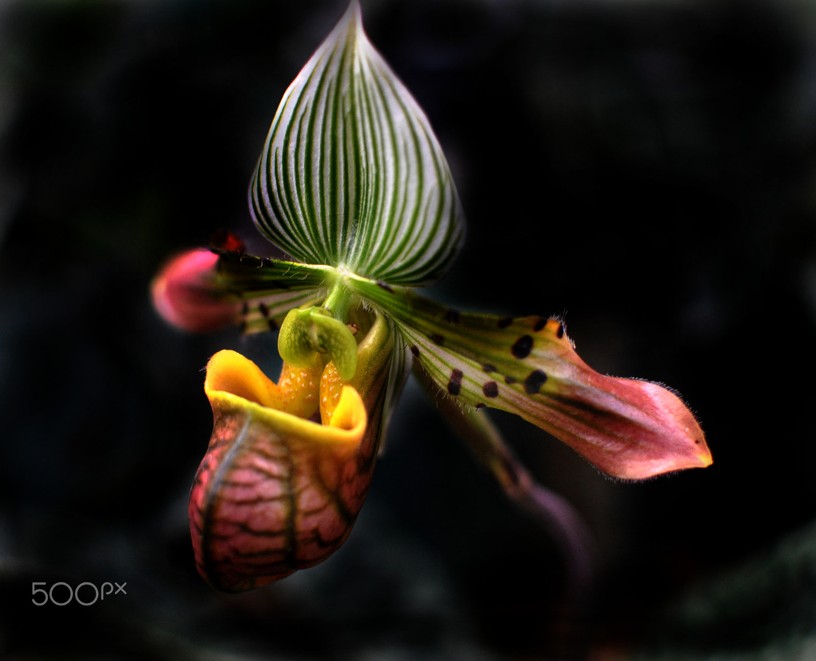 Nikon D3000 + Nikon AF-S DX Nikkor 35mm F1.8G sample photo. Slipper orchid flower photography