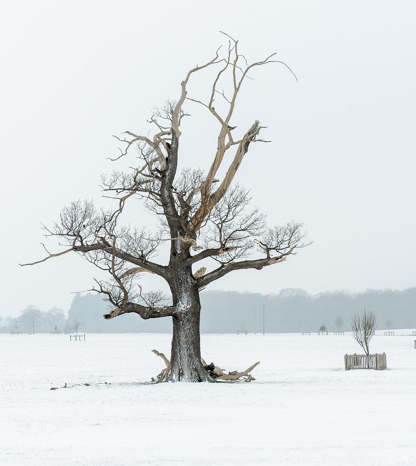 Nikon D7000 sample photo. Frozen tree photography