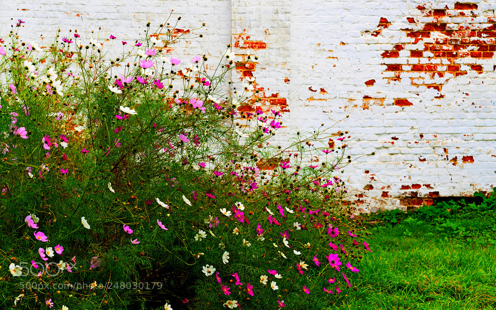 Sony a7R II sample photo. Ryazan (kosmeja). photography
