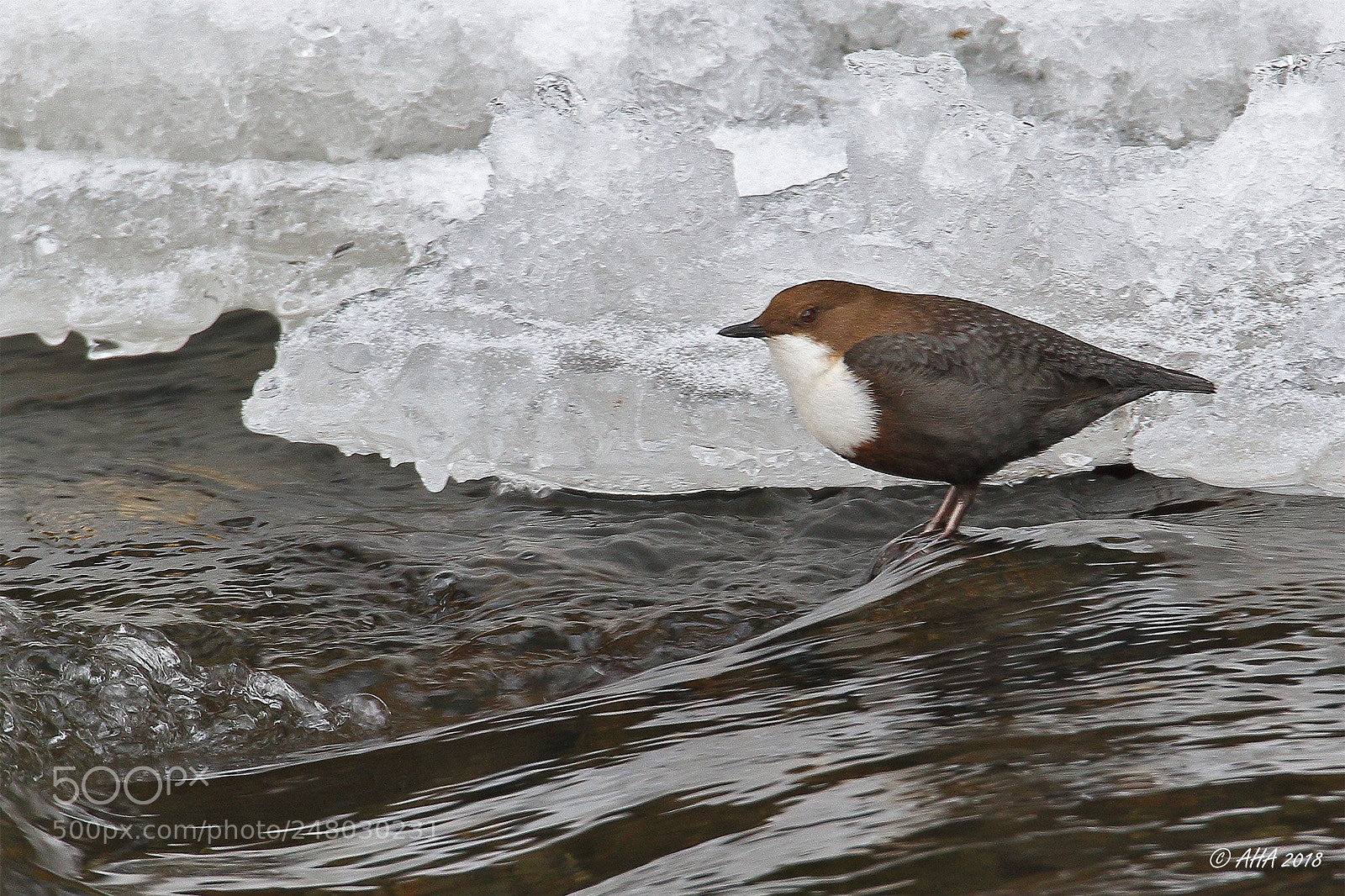 Canon EOS 7D Mark II sample photo. White throated dipper in photography