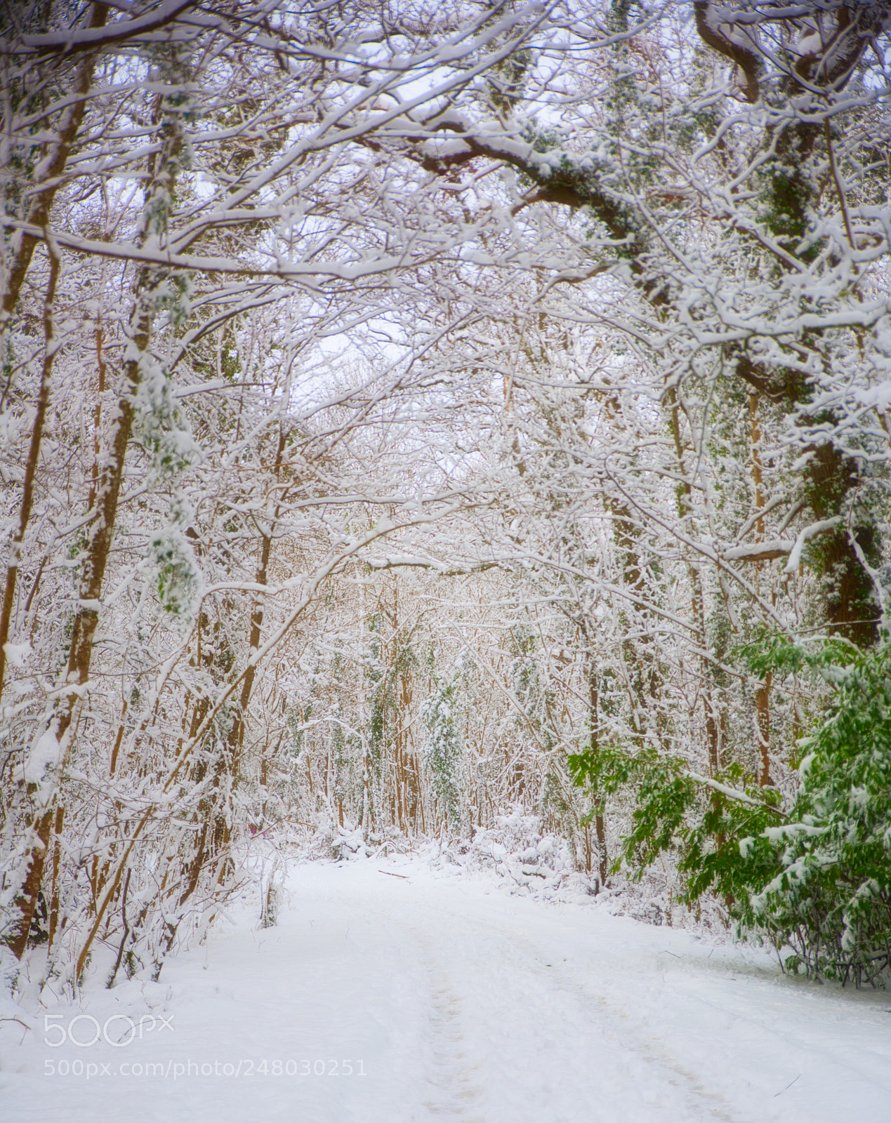 Nikon D810 sample photo. Snow scene photography