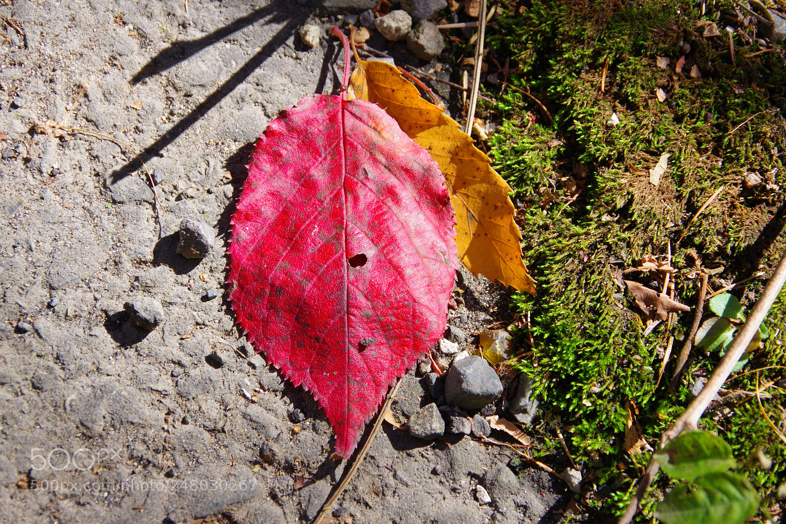 Pentax K-70 sample photo. Untitled photography
