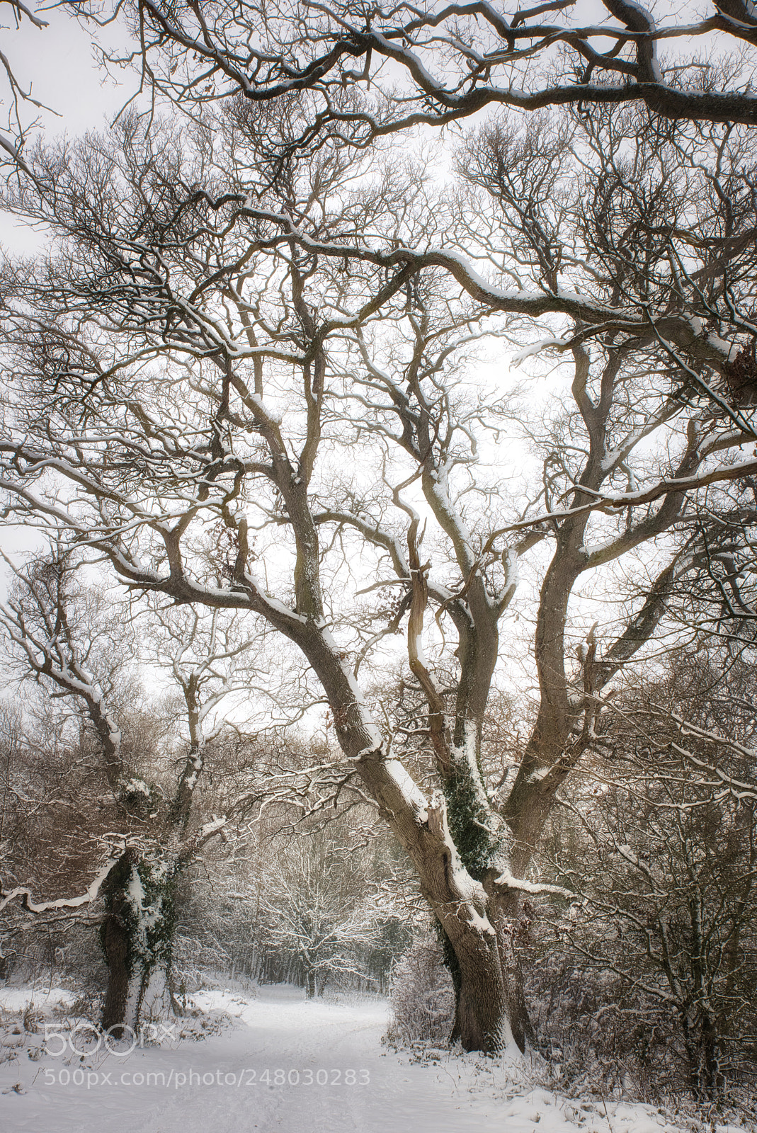 Nikon D810 sample photo. Snow scene photography