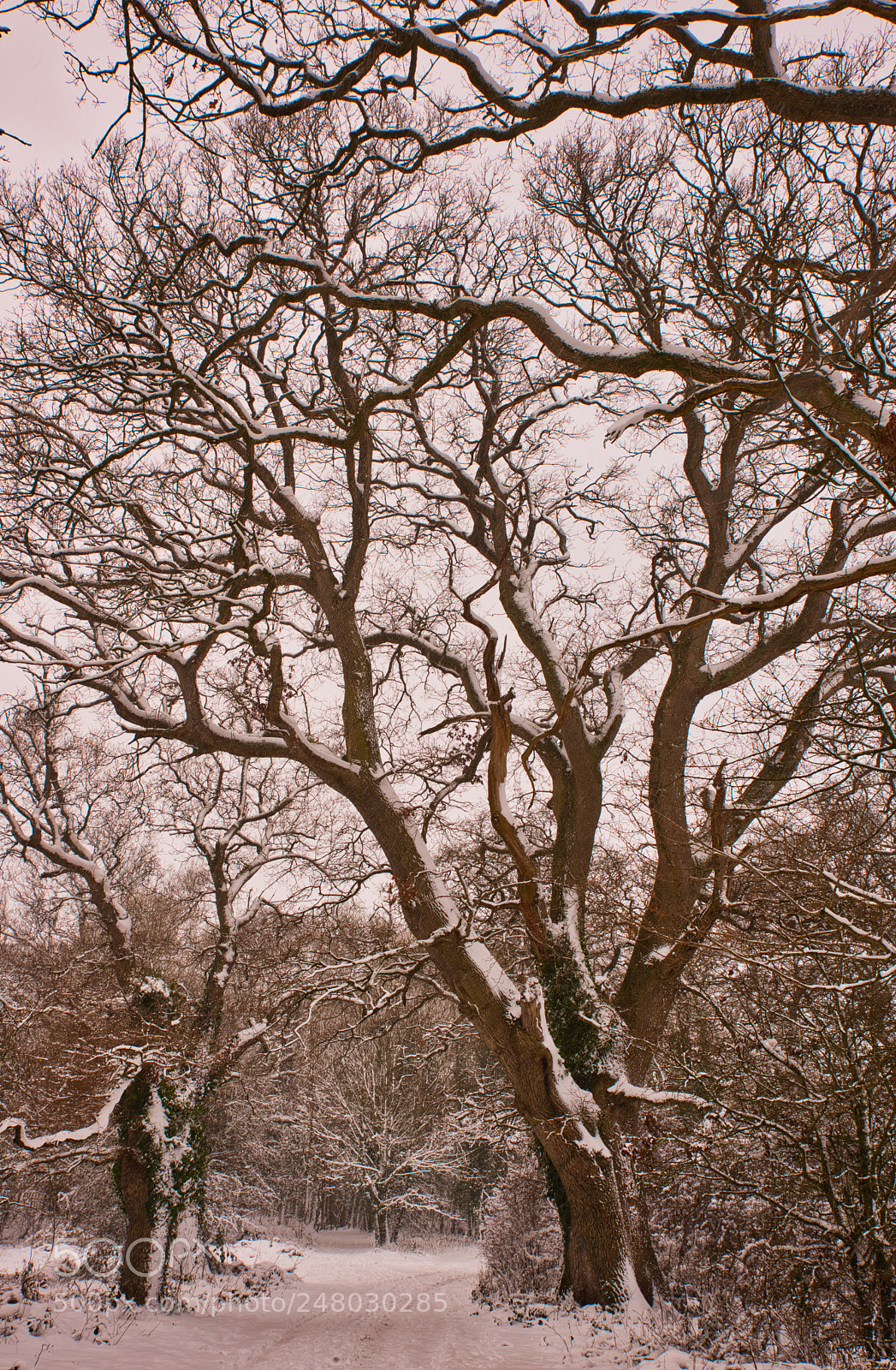 Nikon D810 sample photo. Snow scene photography