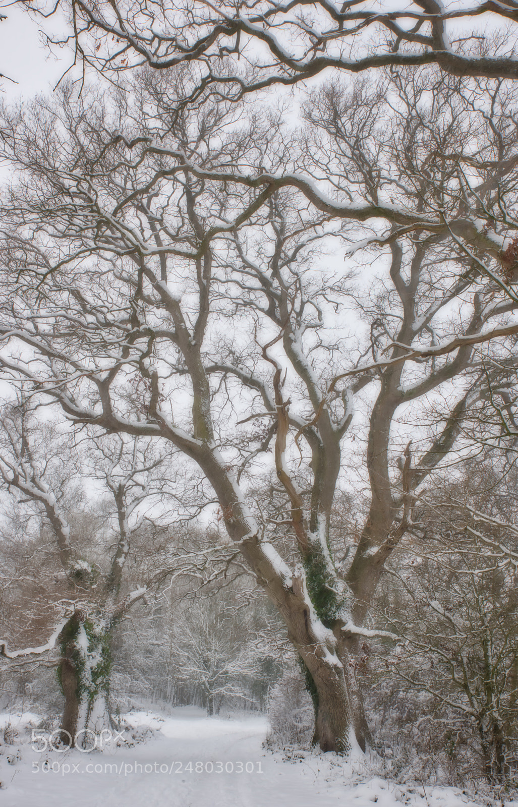 Nikon D810 sample photo. Snow scene photography
