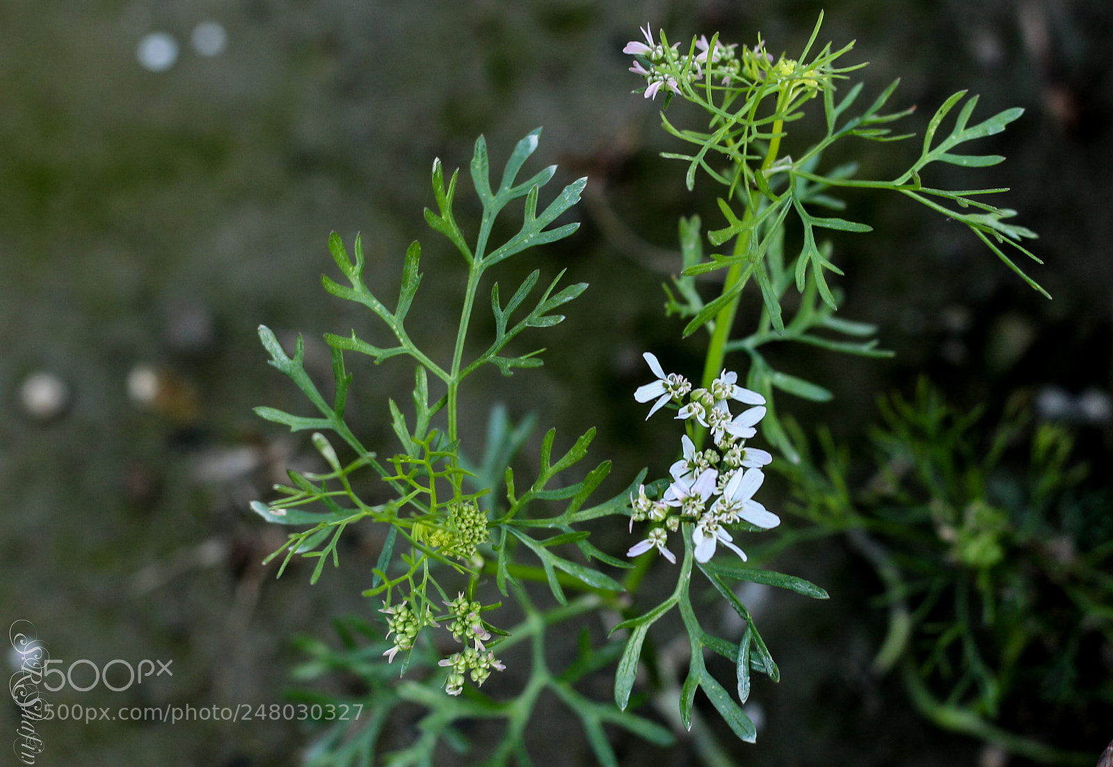 Canon EOS 700D (EOS Rebel T5i / EOS Kiss X7i) sample photo. Img photography