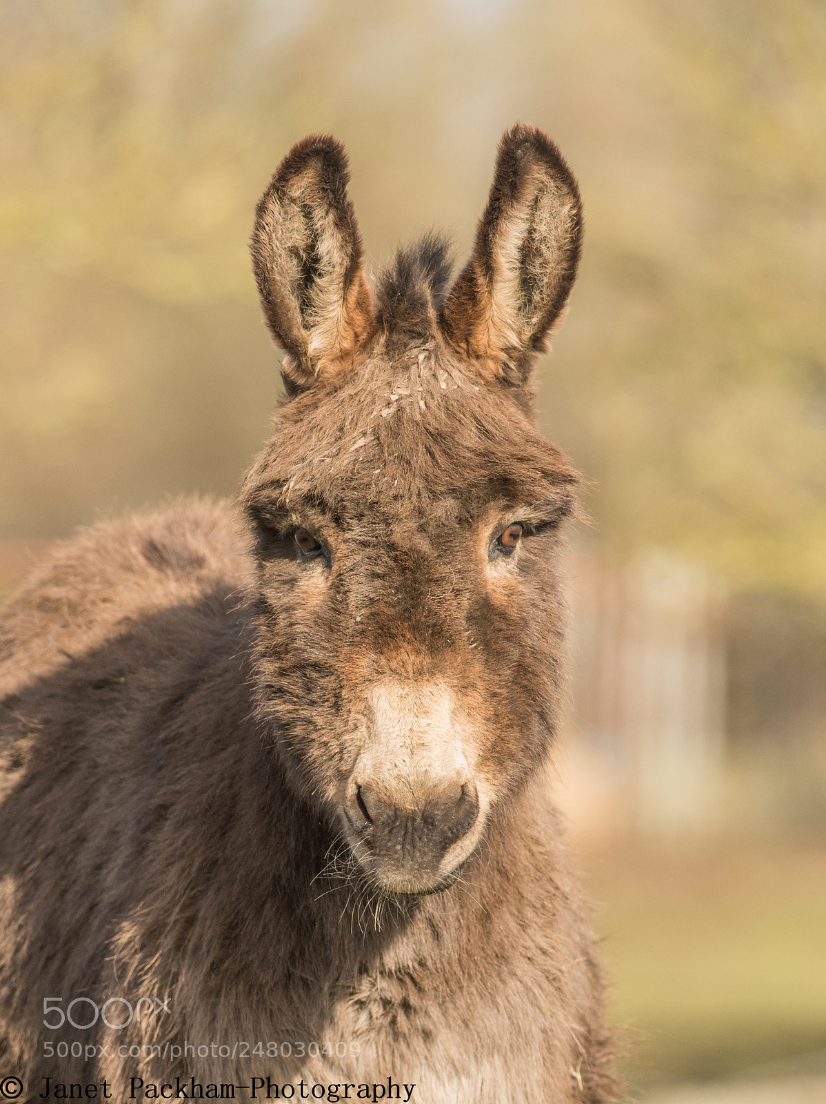 Nikon D810 sample photo. Donkey photography