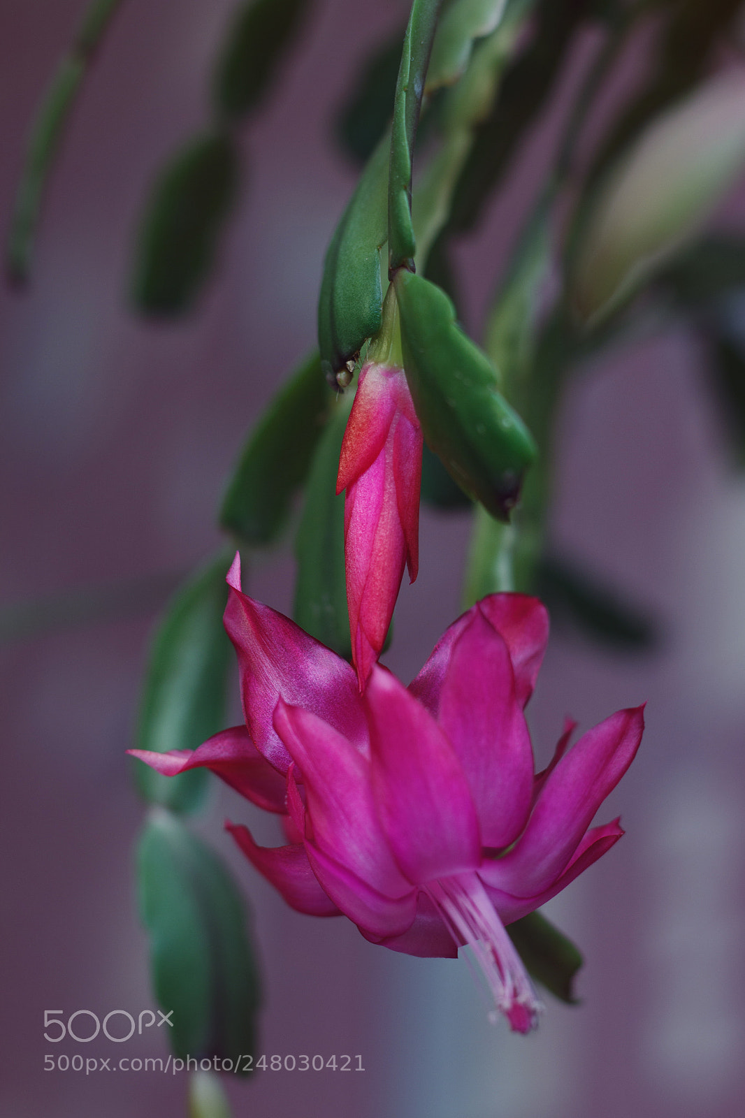 Canon EOS 700D (EOS Rebel T5i / EOS Kiss X7i) sample photo. Schlumbergera photography