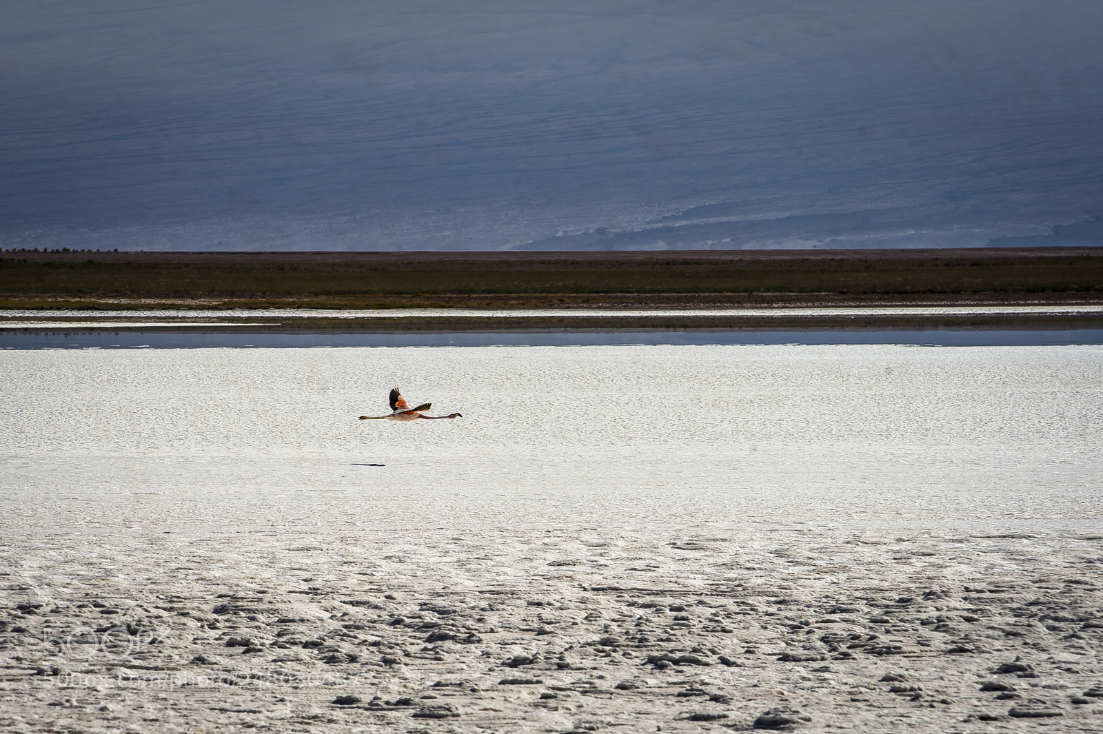 Nikon D3 sample photo. Pink flamingo photography