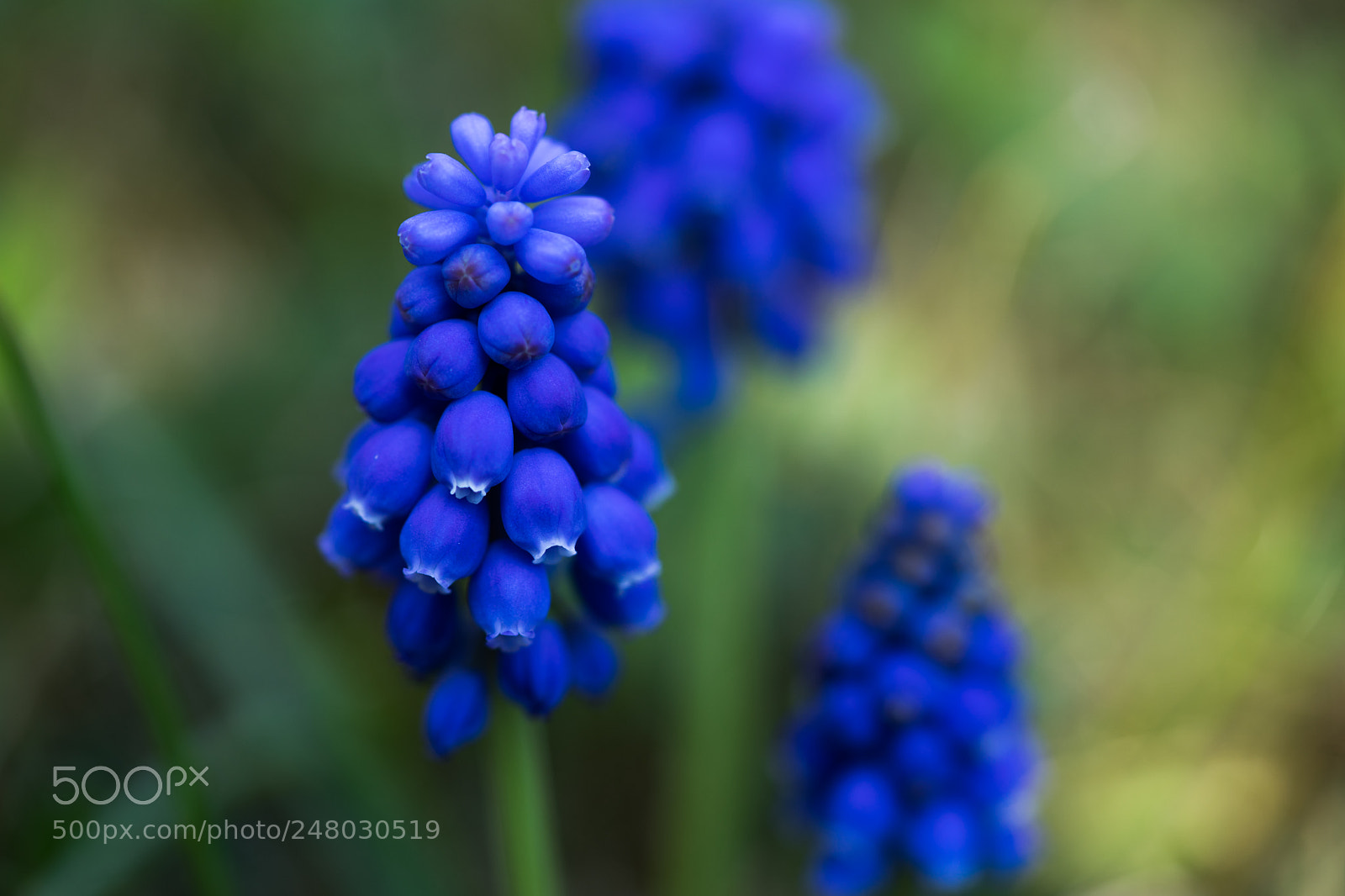 Sony a7 II sample photo. Muscari photography