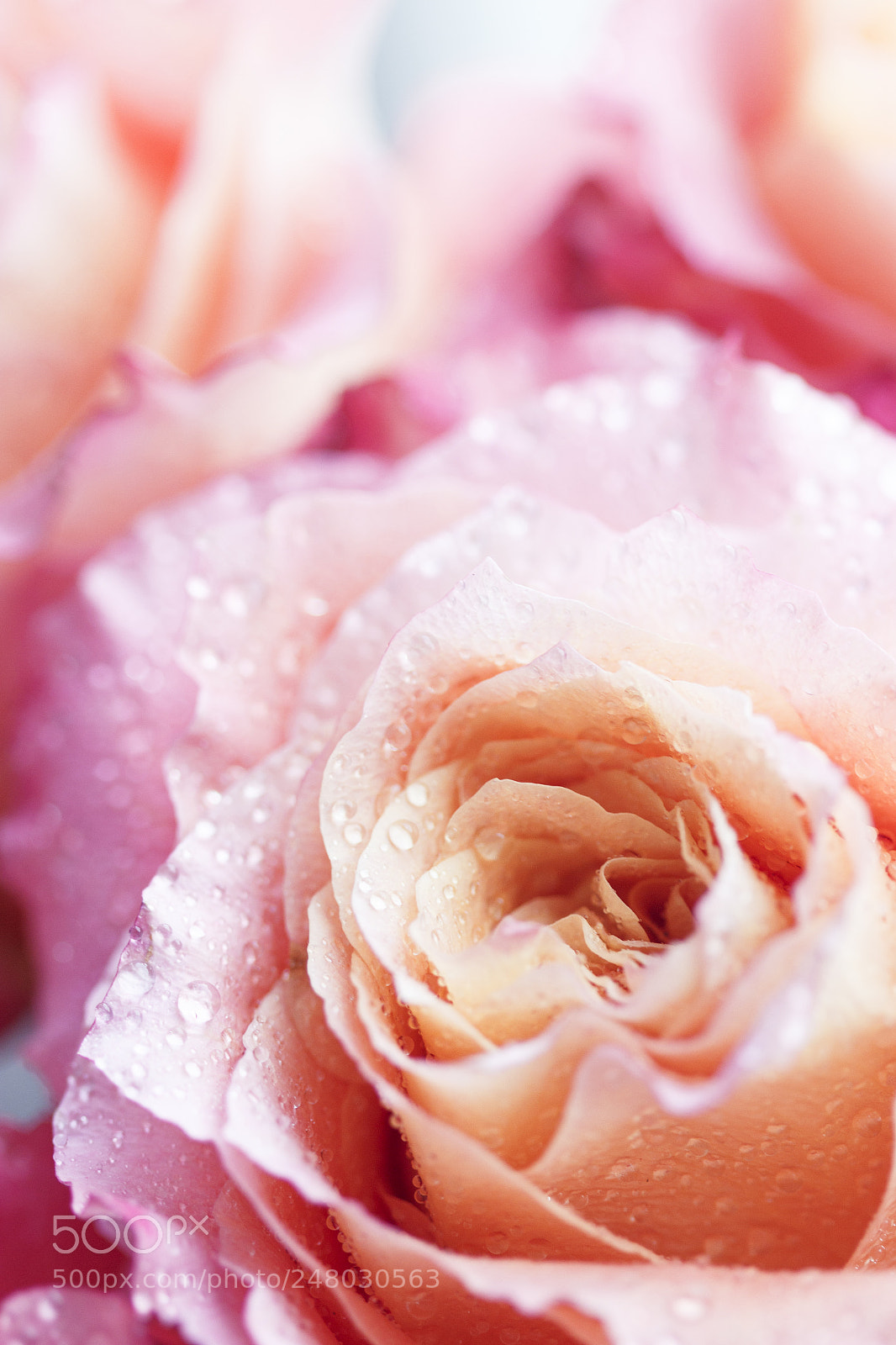 Canon EOS 600D (Rebel EOS T3i / EOS Kiss X5) sample photo. Pink tenderness 1 photography