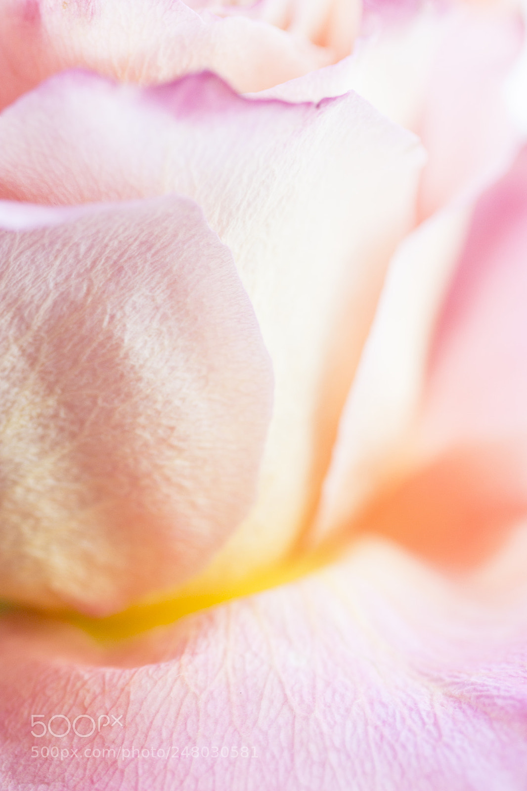 Canon EOS 600D (Rebel EOS T3i / EOS Kiss X5) sample photo. Pink tenderness 2 photography