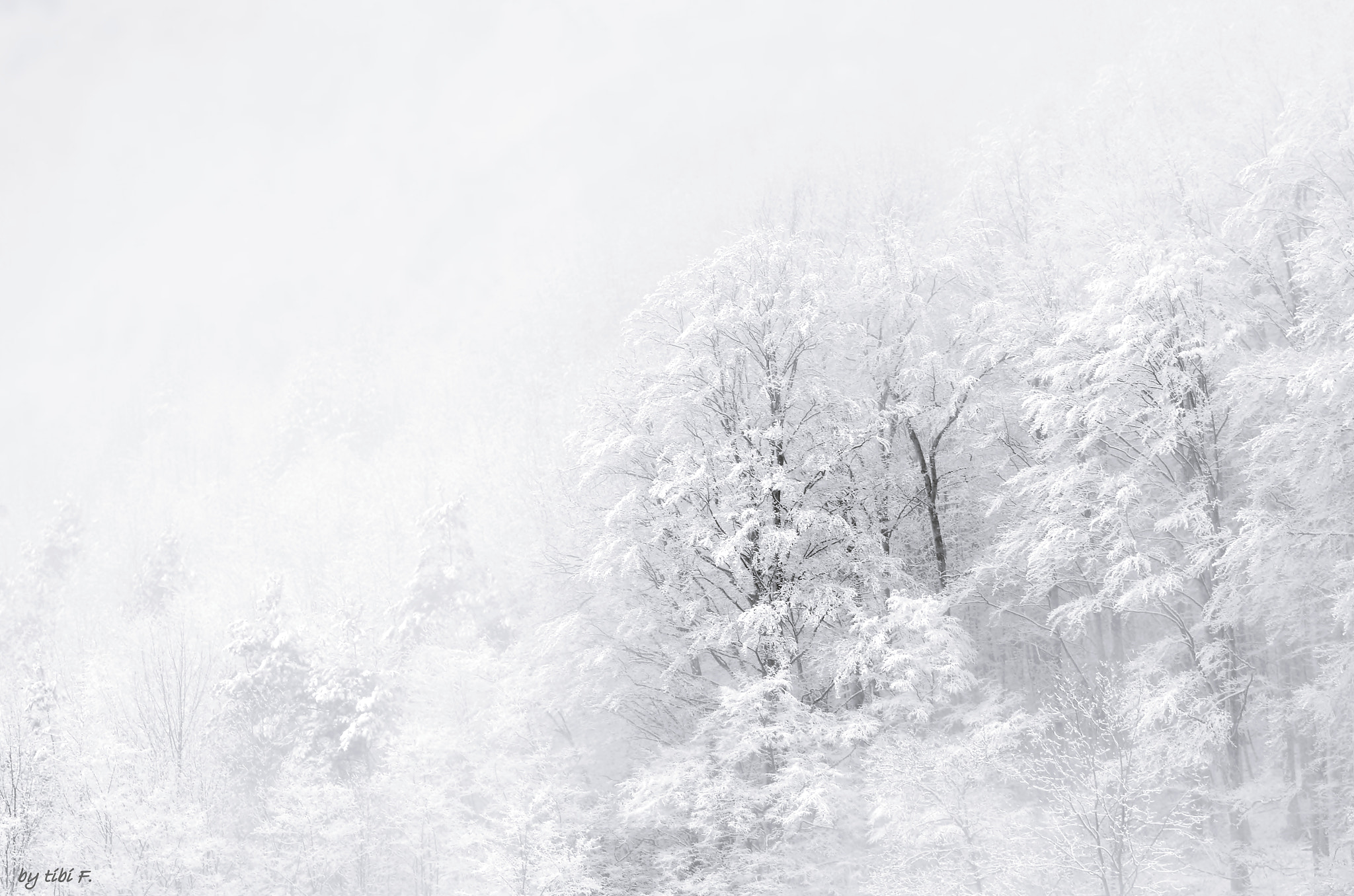 Nikon AF-S Nikkor 24-120mm F4G ED VR sample photo. White tropical photography