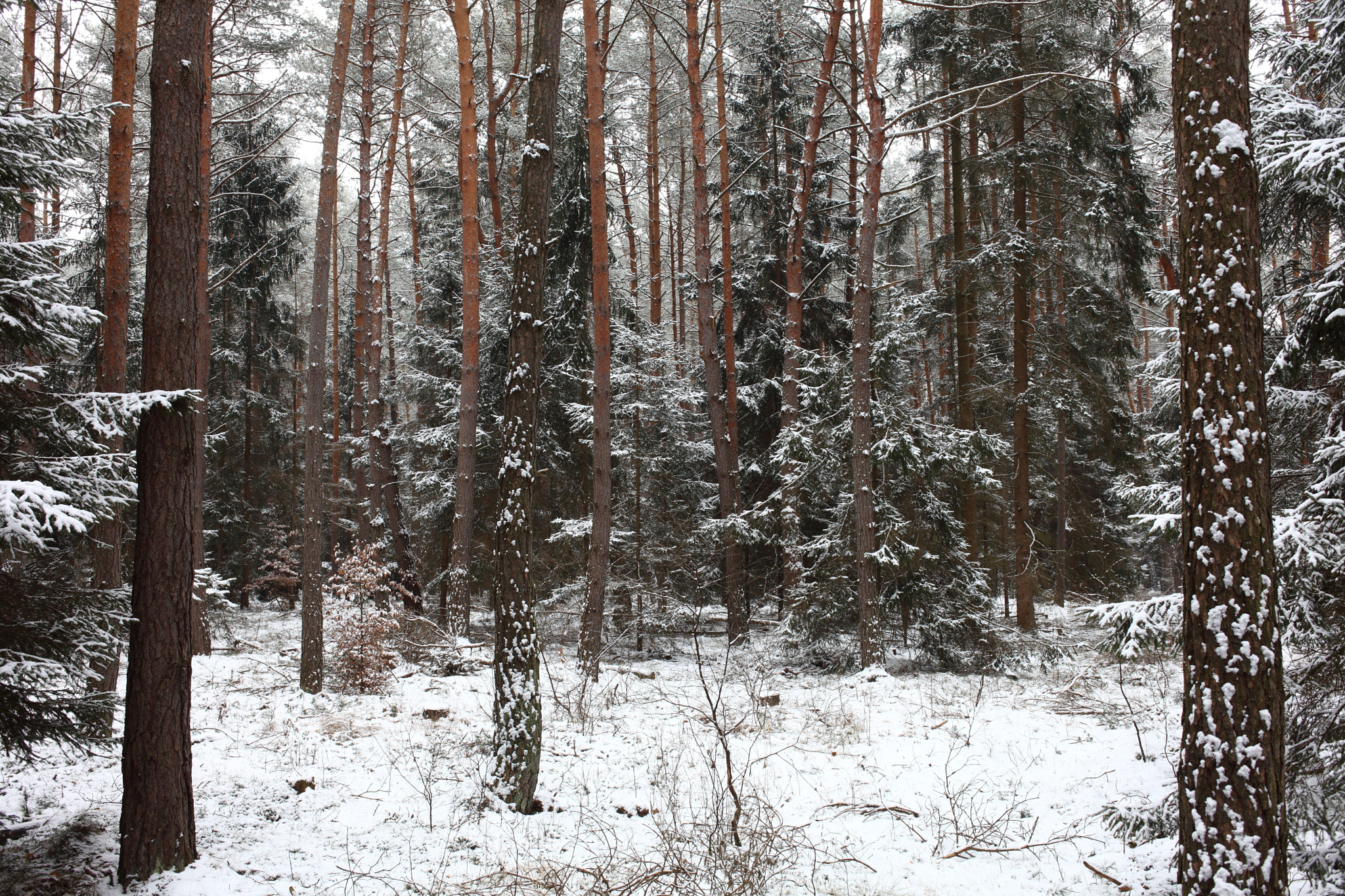 Canon EOS 5D Mark II + Canon EF 35mm F2 sample photo. The coniferous wood photography