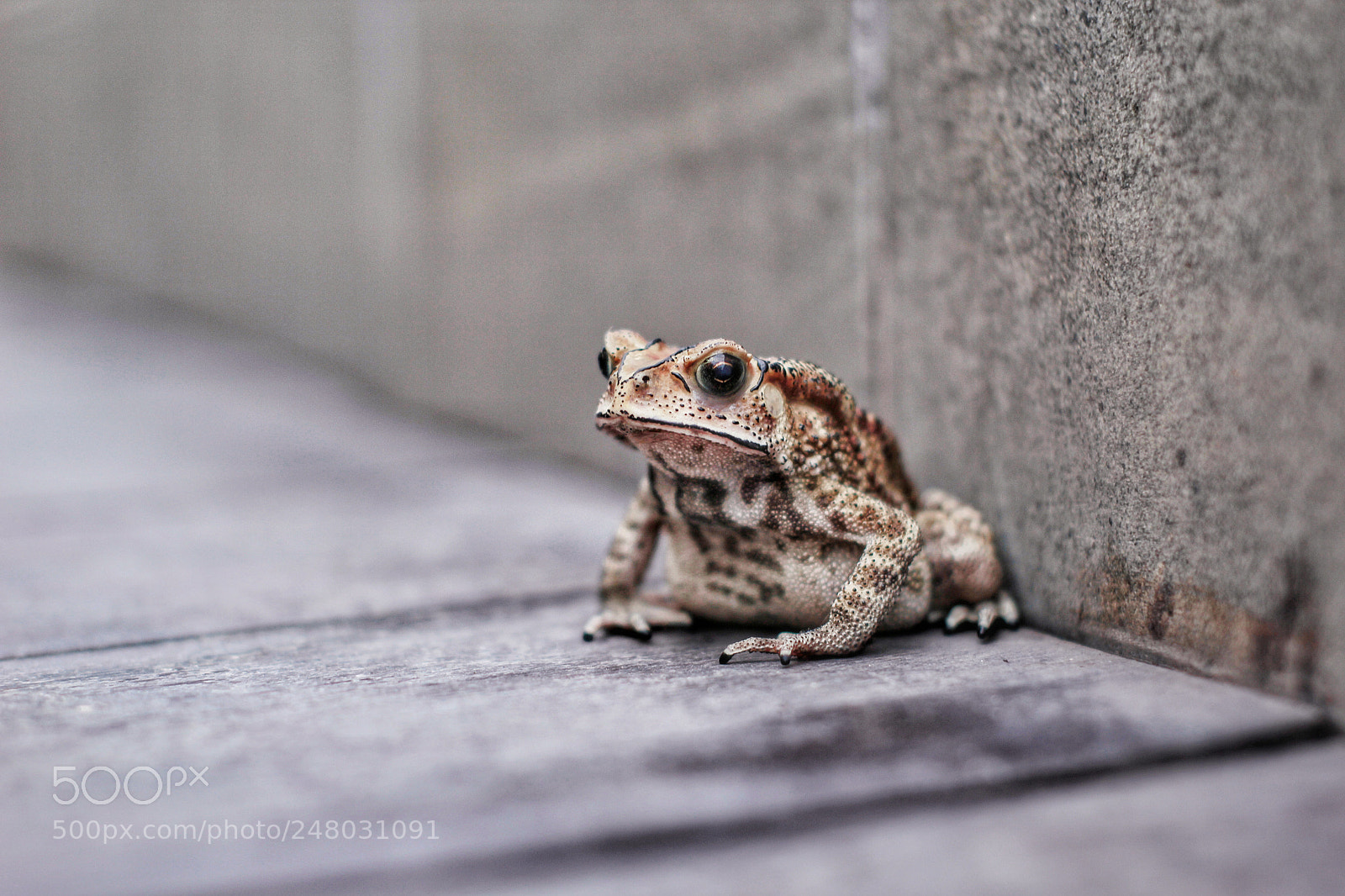 Canon EOS 60D sample photo. Untitled photography