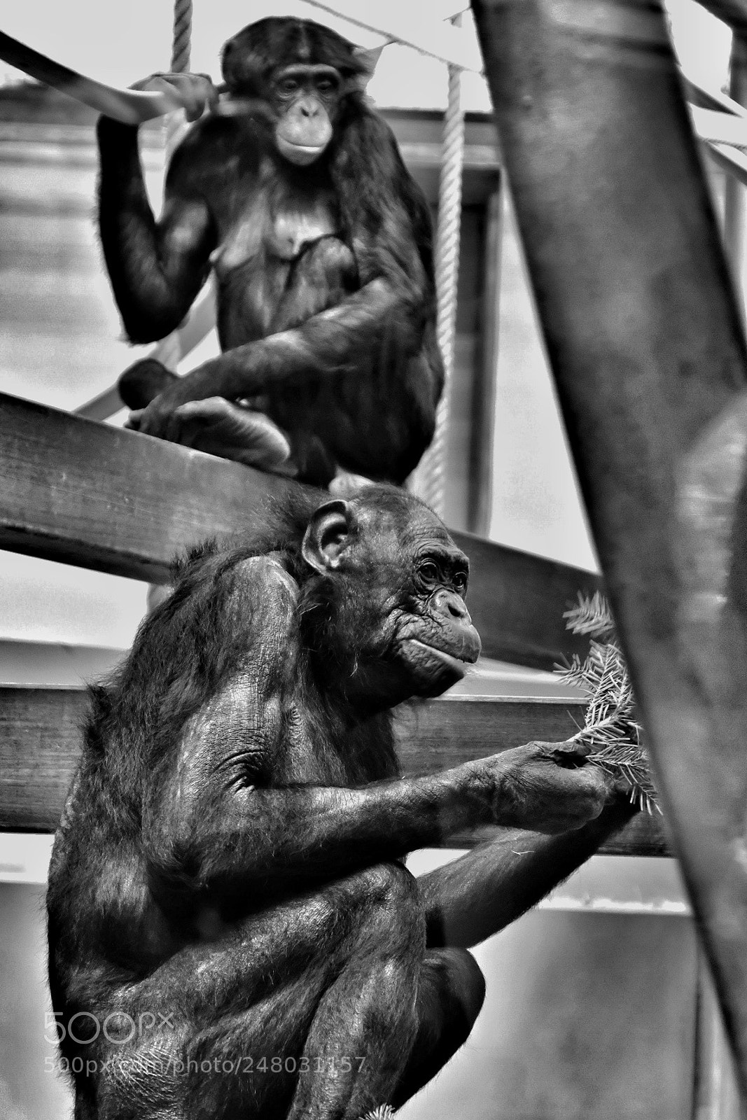 Fujifilm X-Pro2 sample photo. Monkey photography
