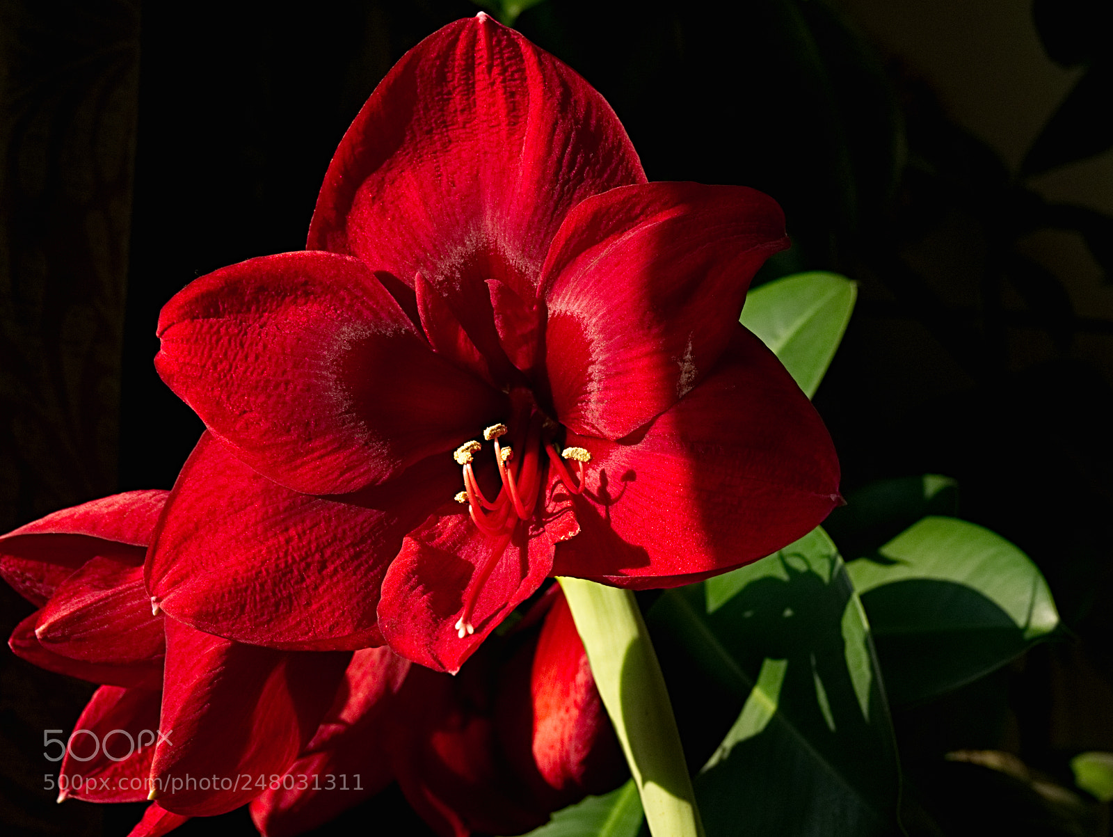 Panasonic Lumix DMC-G85 (Lumix DMC-G80) sample photo. Amaryllis red photography