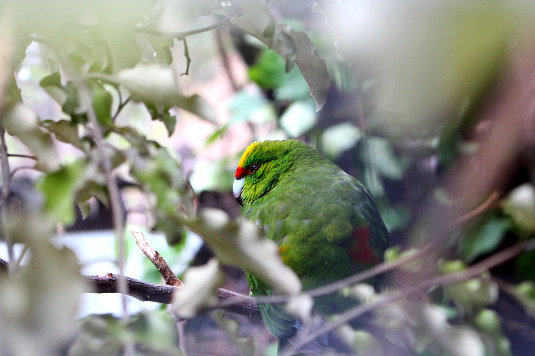 Canon EOS 700D (EOS Rebel T5i / EOS Kiss X7i) + Canon EF-S 18-55mm F3.5-5.6 IS STM sample photo. Yellow crowned parakeet photography