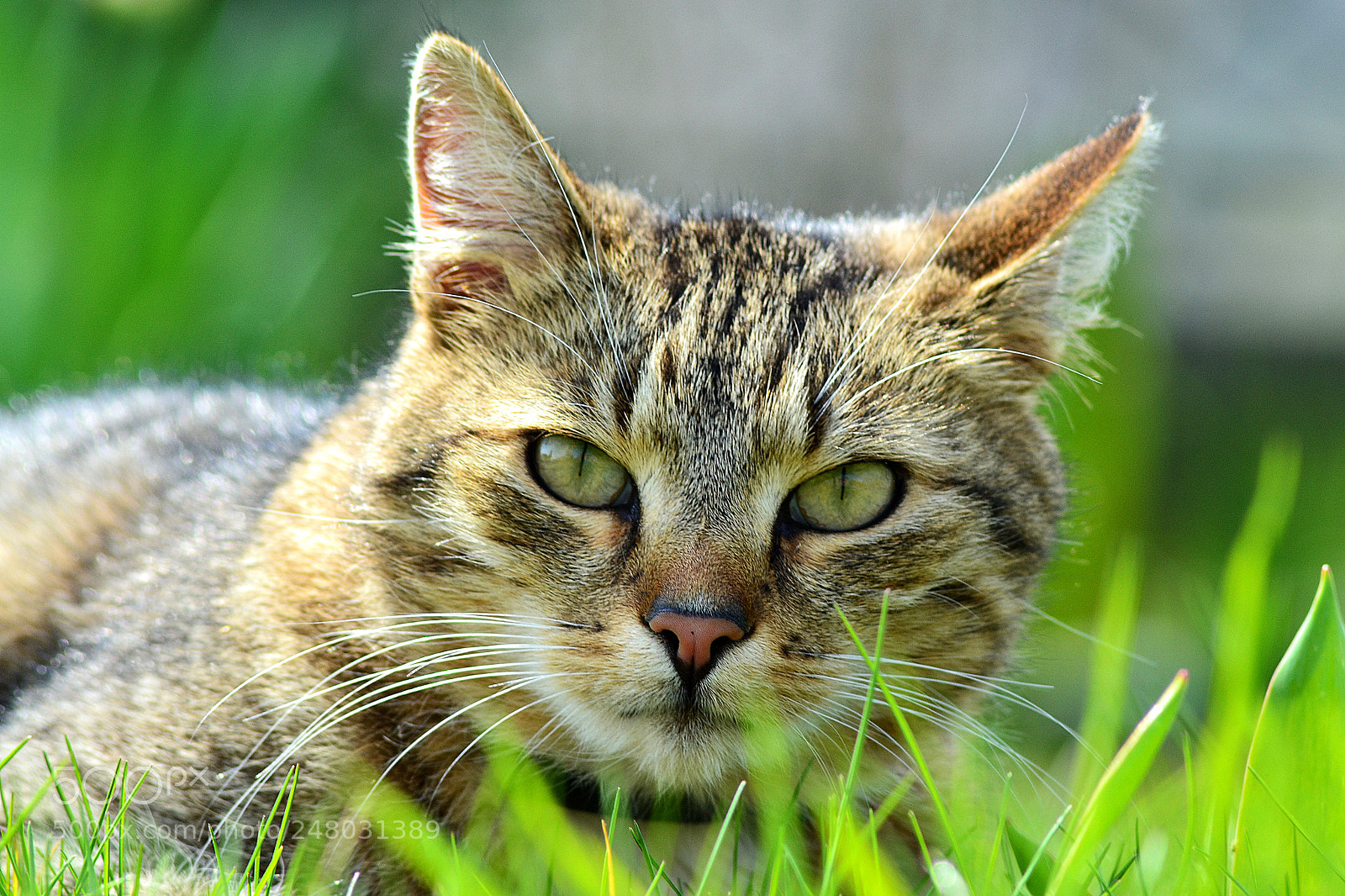 Nikon D3100 sample photo. Sharp tomcat with grass photography